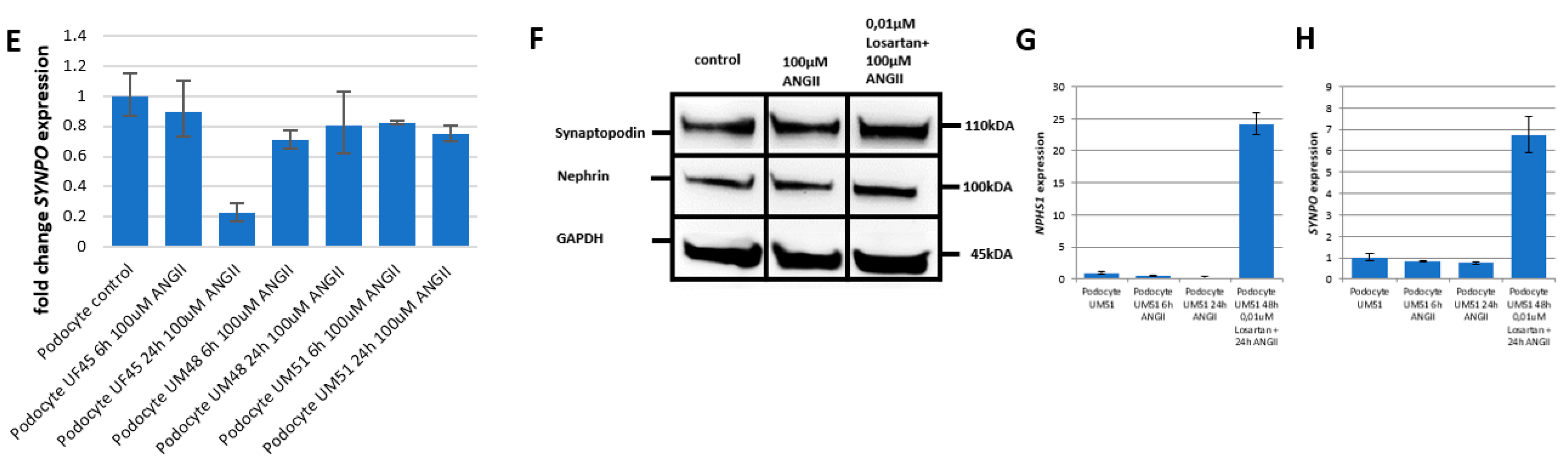 Cells 11 01095 g004b Cells 11 01095 g004b