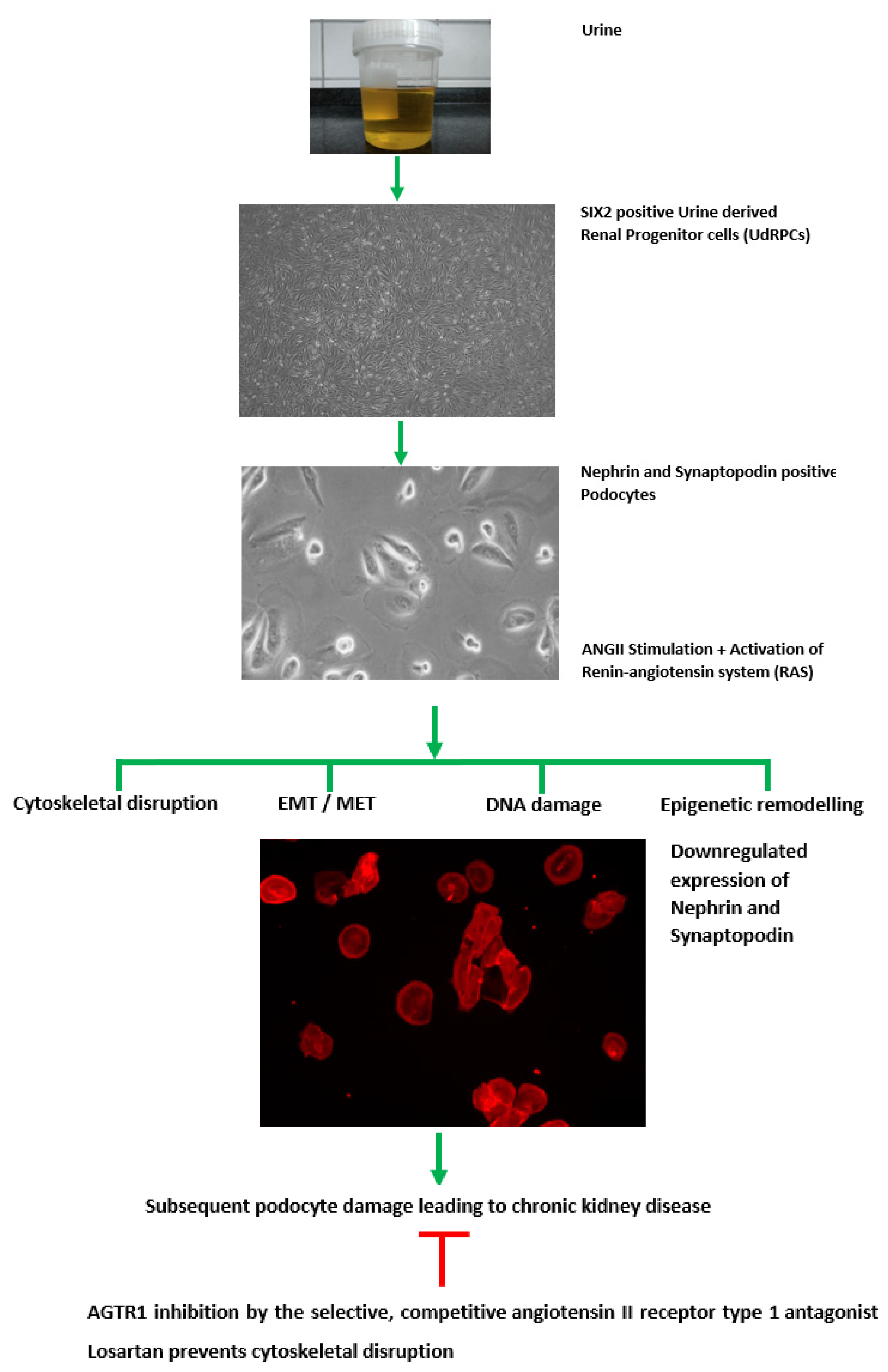 Cells 11 01095 g006 Cells 11 01095 g006