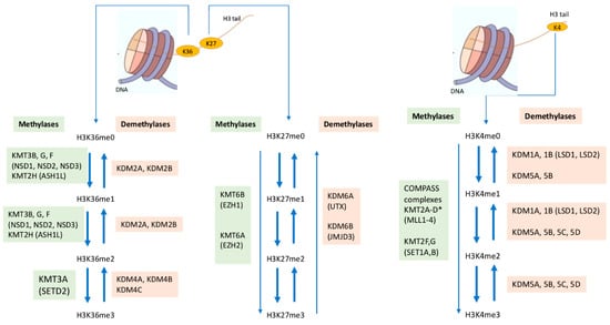 https://www.mdpi.com/cells/cells-11-01113/article_deploy/html/images/cells-11-01113-g001-550.jpg