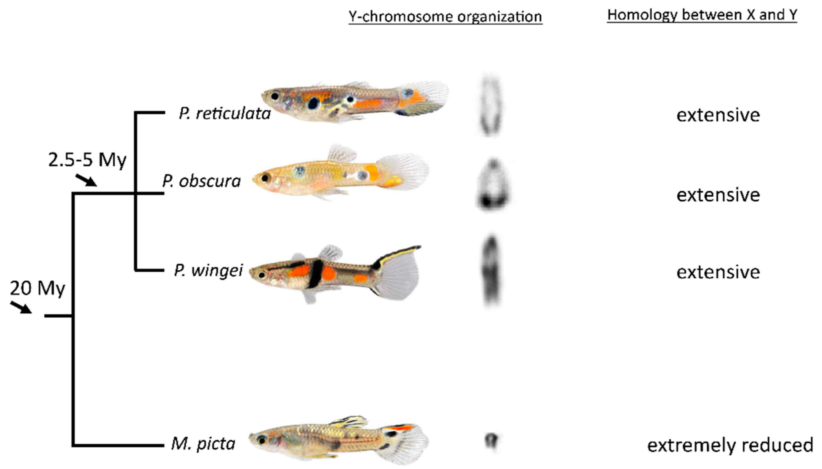 Cells | Free Full-Text | Evolution of the Degenerated Y-Chromosome of the  Swamp Guppy, Micropoecilia picta | HTML