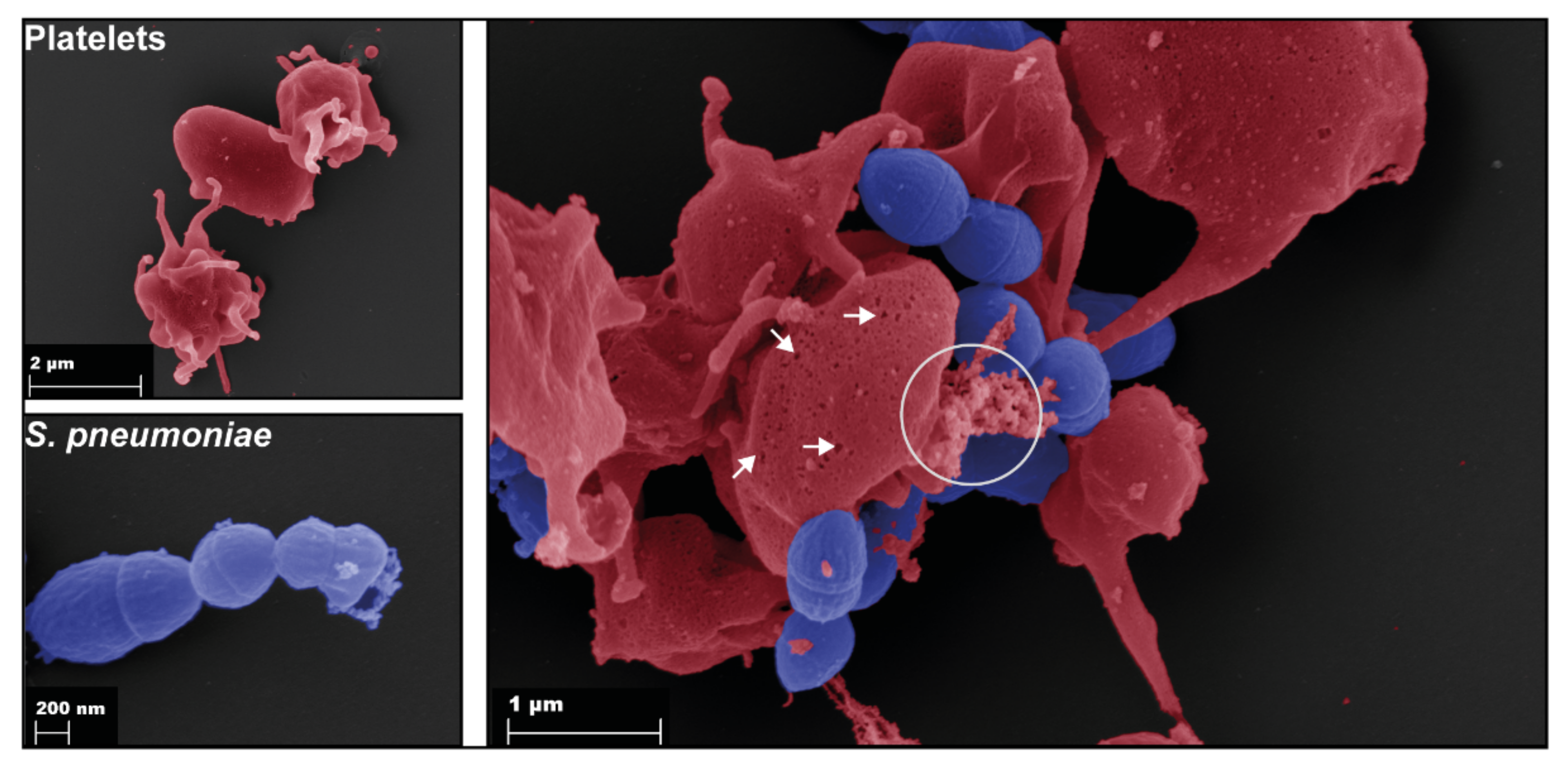 Cells 11 01121 g002 Cells 11 01121 g002