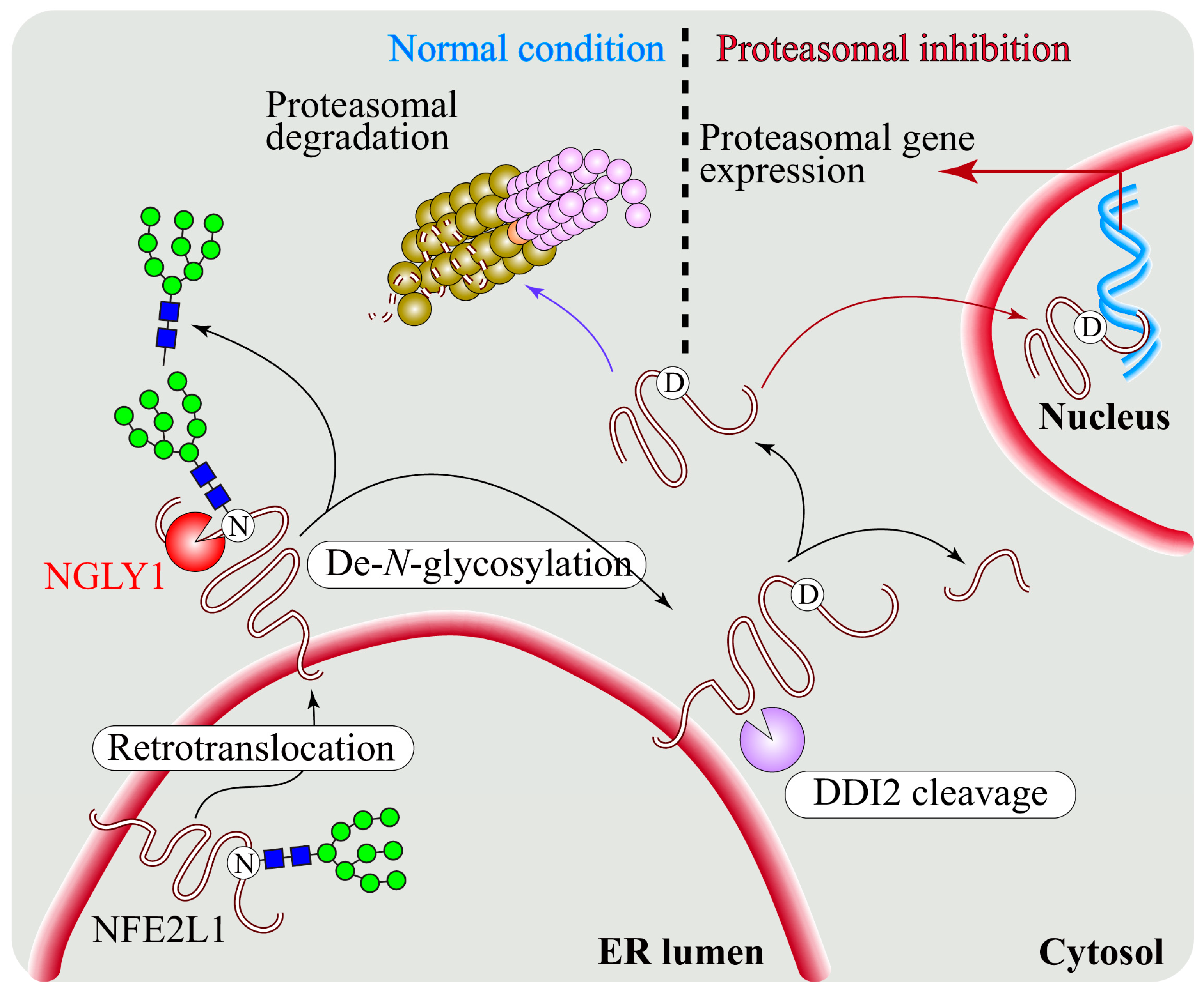 Cells 11 01155 g004 Cells 11 01155 g004