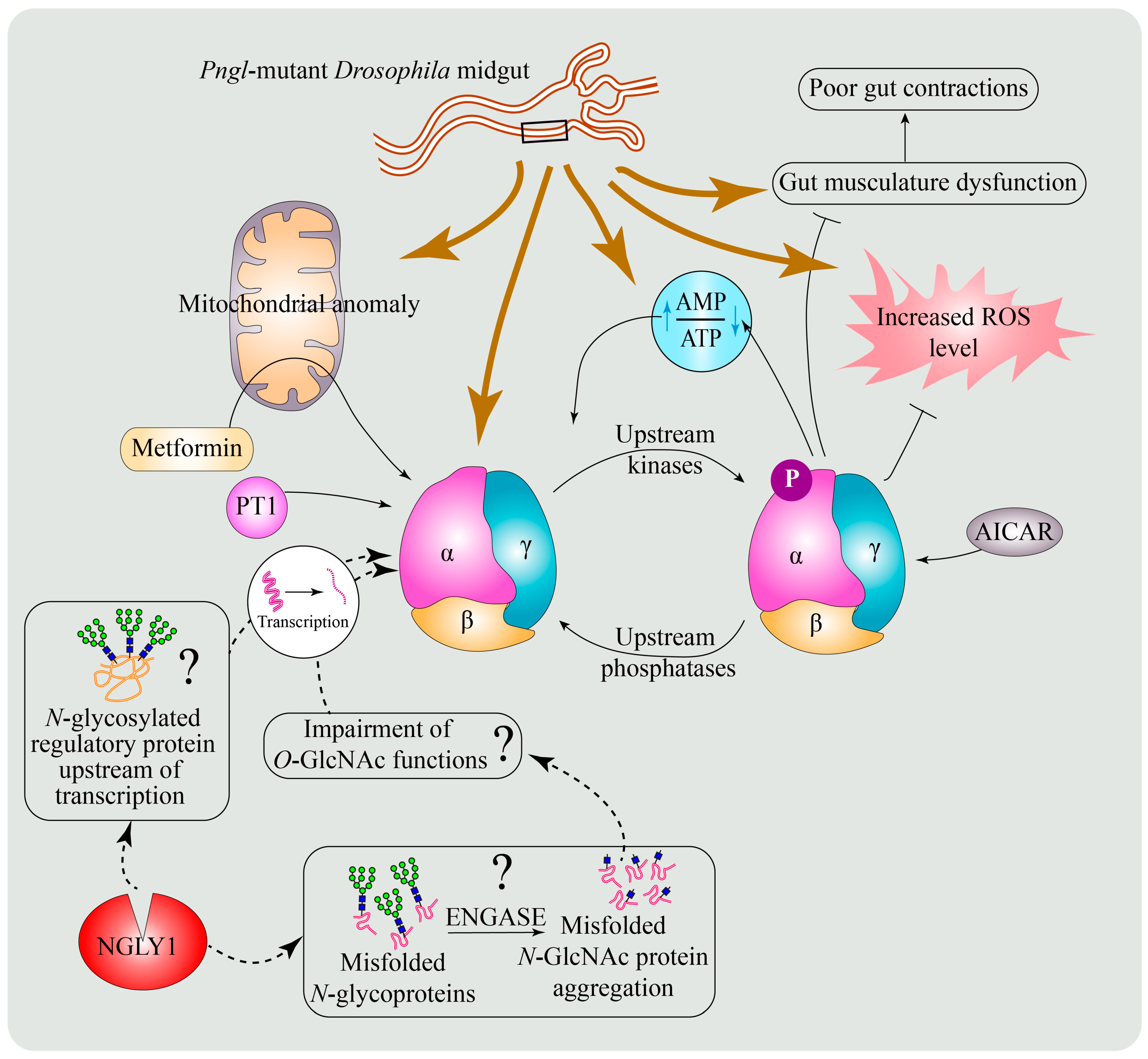 Cells 11 01155 g005 Cells 11 01155 g005