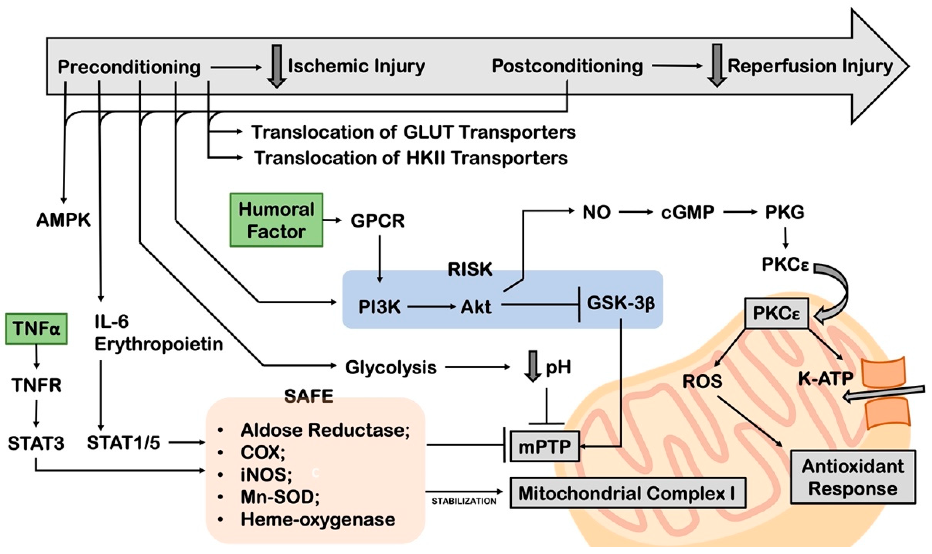 Cells 11 01165 g007 Cells 11 01165 g007