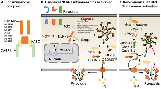 Therapeutic modulation of inflammasome pathways - Chauhan - 2020