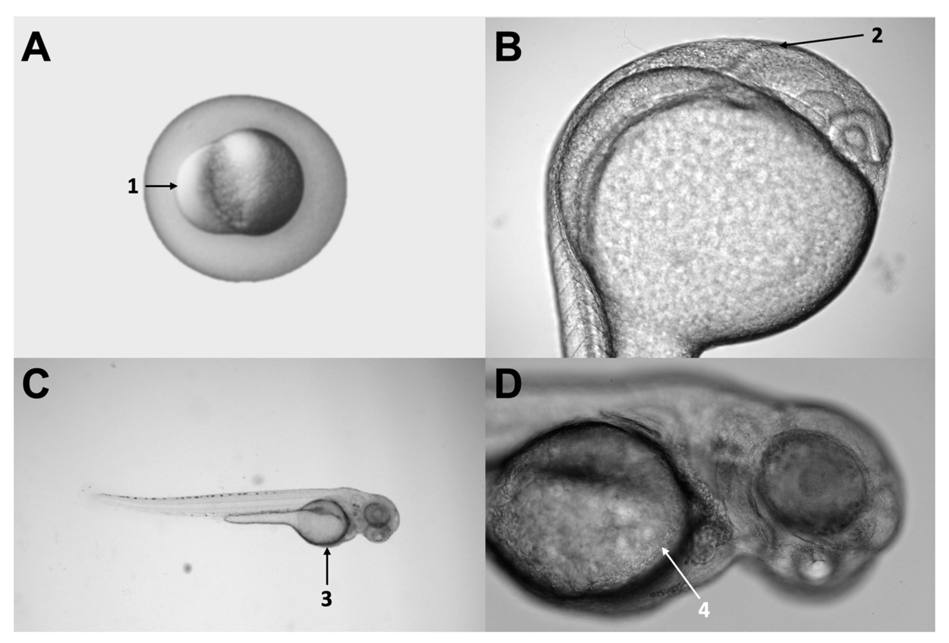 Cells 11 01204 g002 Cells 11 01204 g002