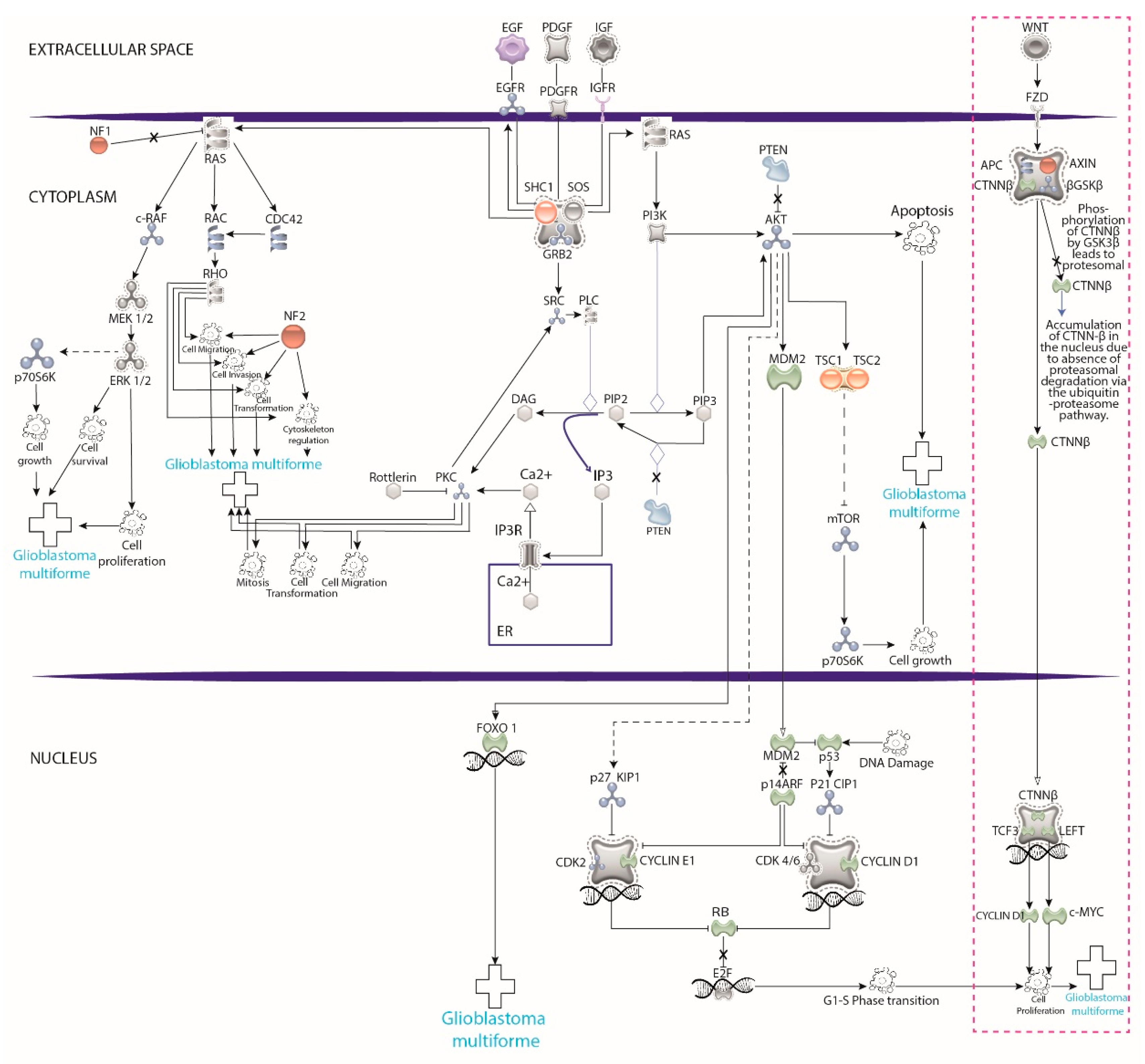 Cells 11 01204 g003 Cells 11 01204 g003