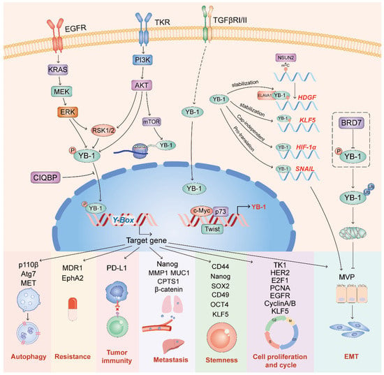 Cells | Free Full-Text | YB-1 as an Oncoprotein: Functions