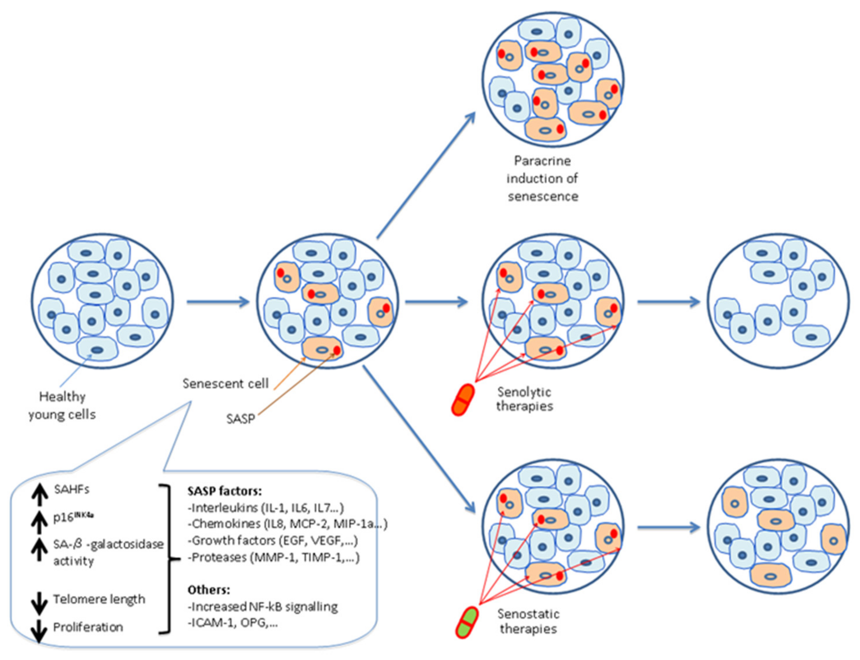 Cells 11 01222 g003 Cells 11 01222 g003