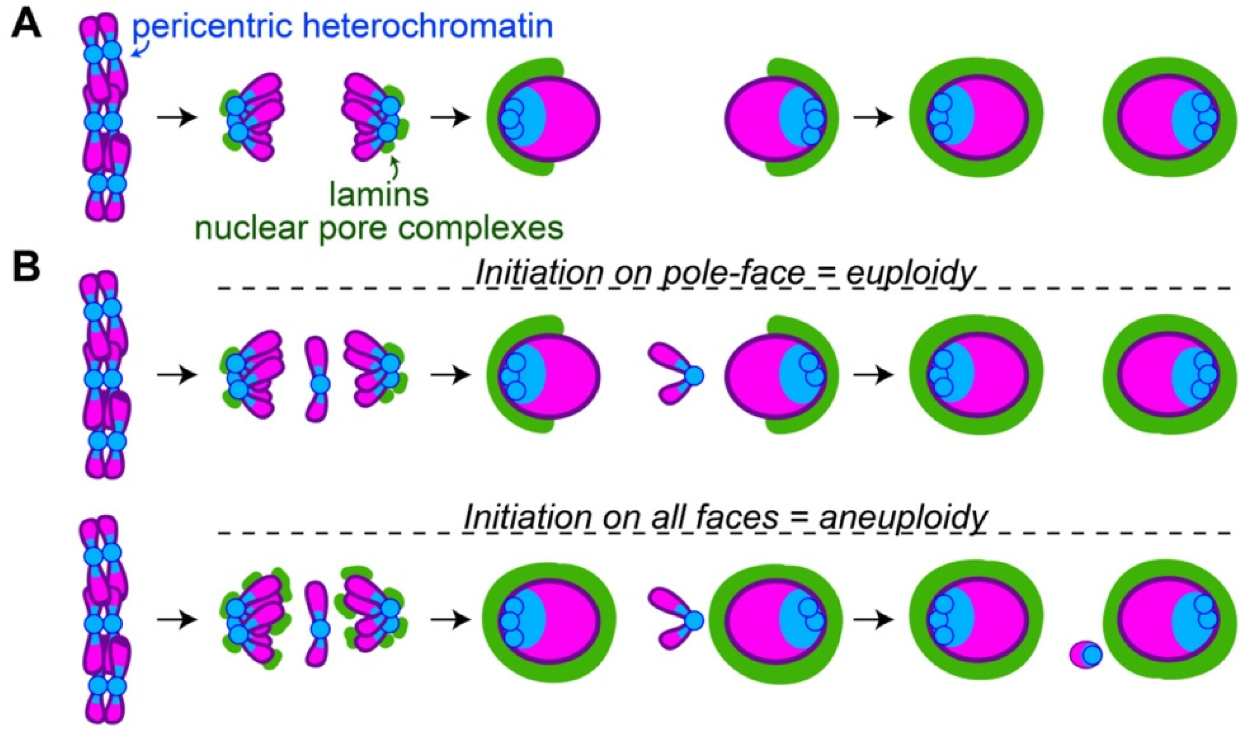 Cells 11 01247 g002