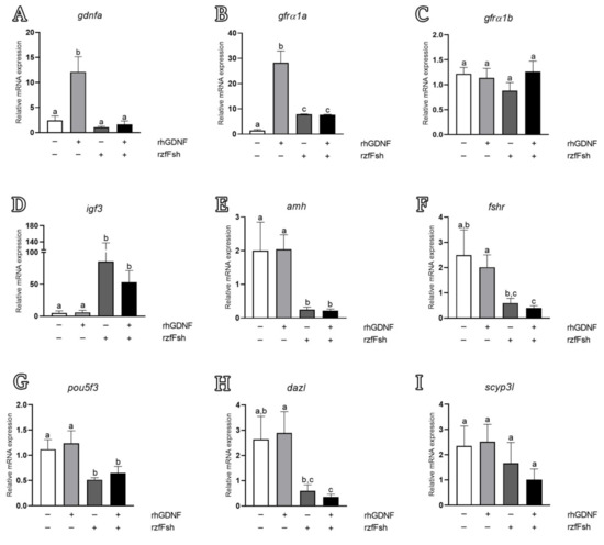 Histomorphometrical evaluation of zebrafish testes after in vivo