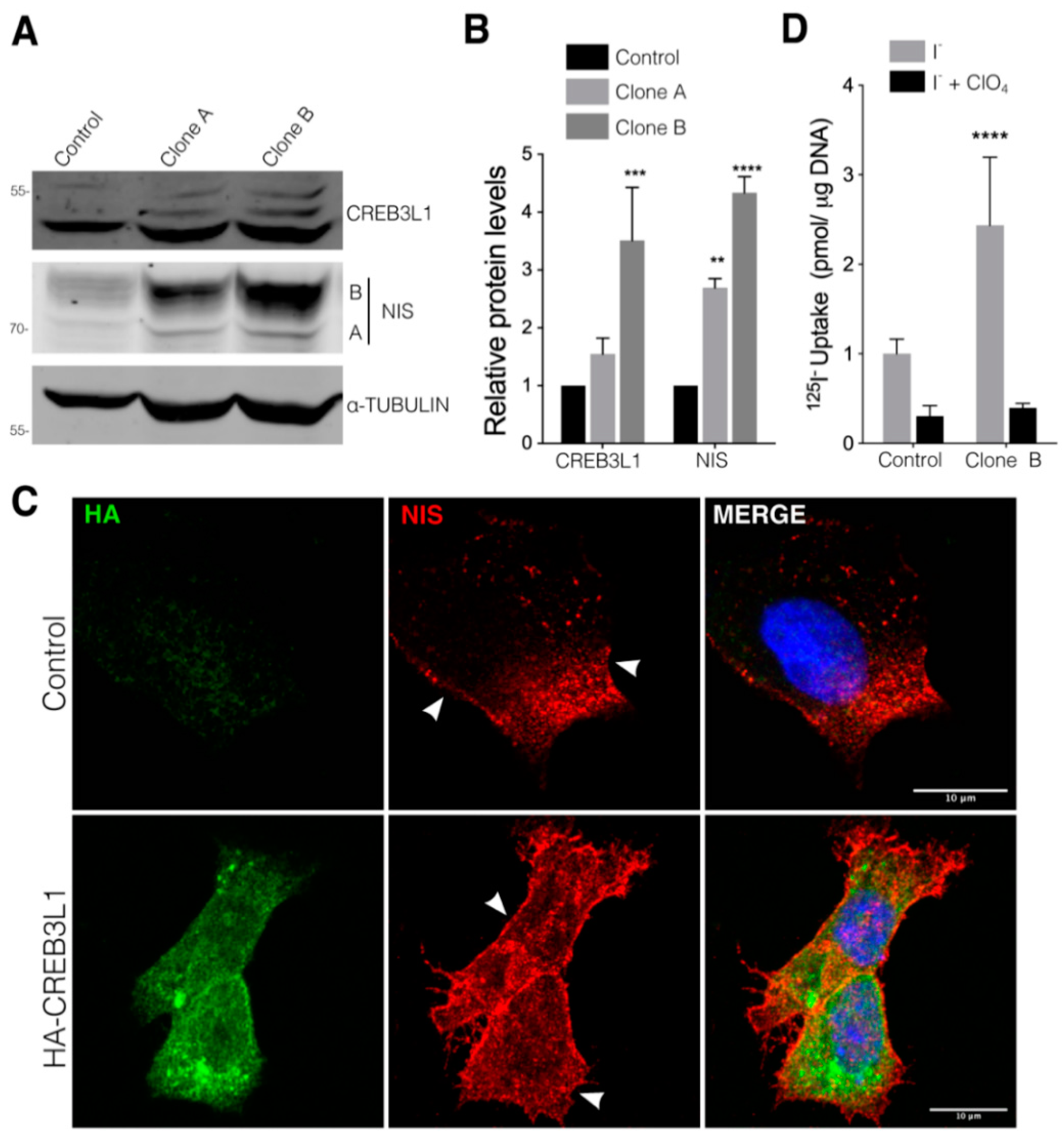Cells 11 01314 g002 Cells 11 01314 g002