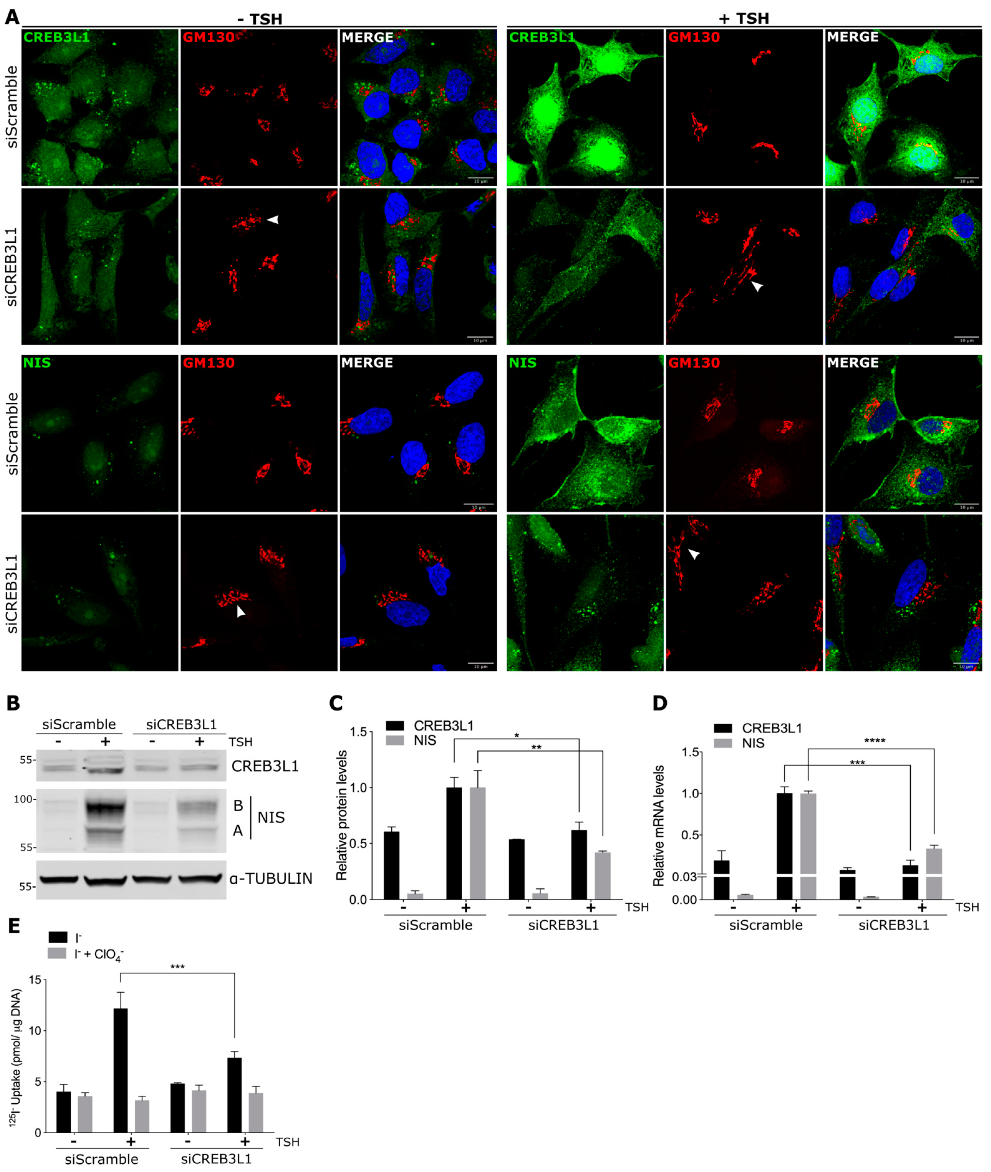 Cells 11 01314 g004 Cells 11 01314 g004