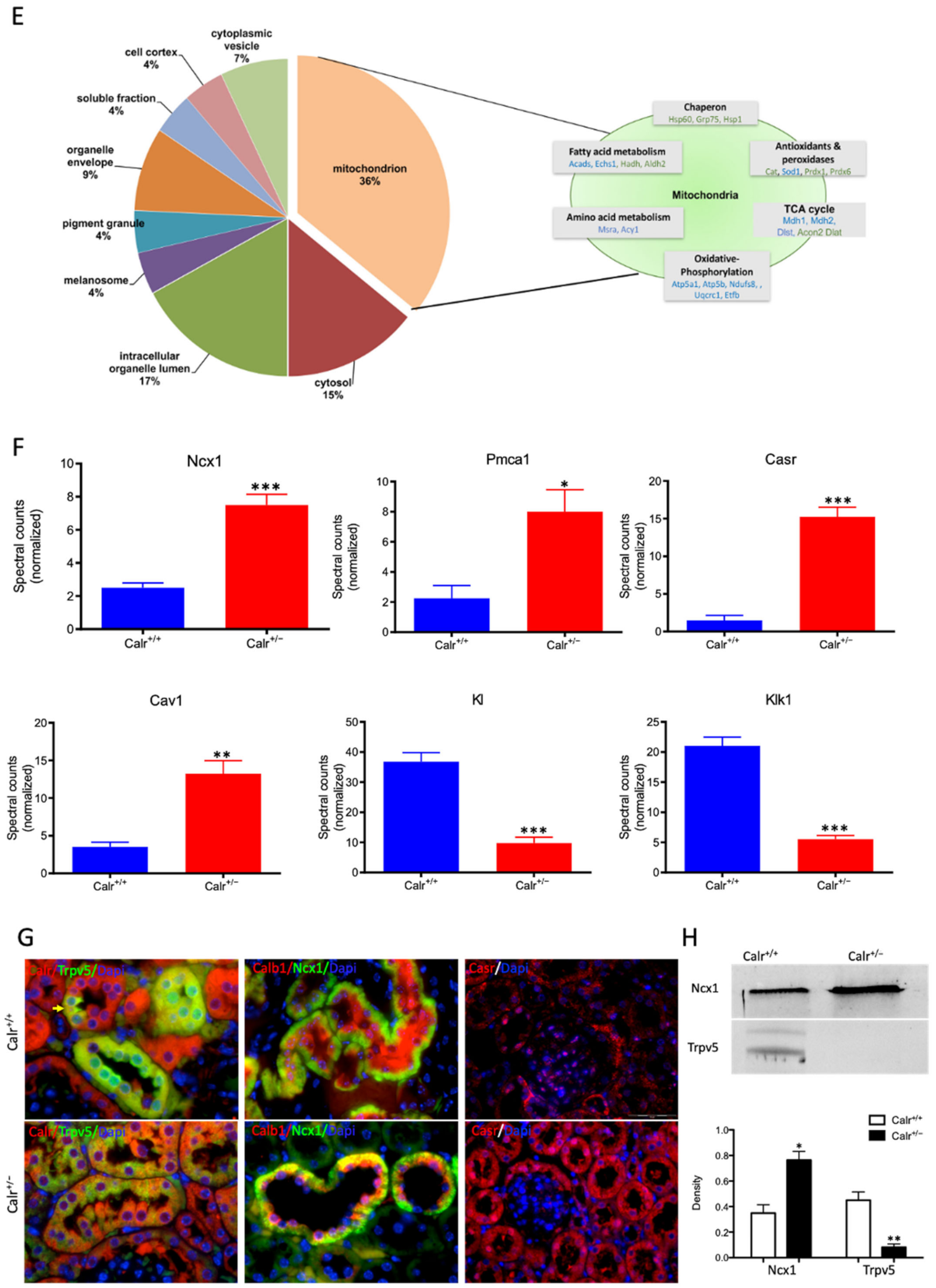 Cells 11 01329 g003b