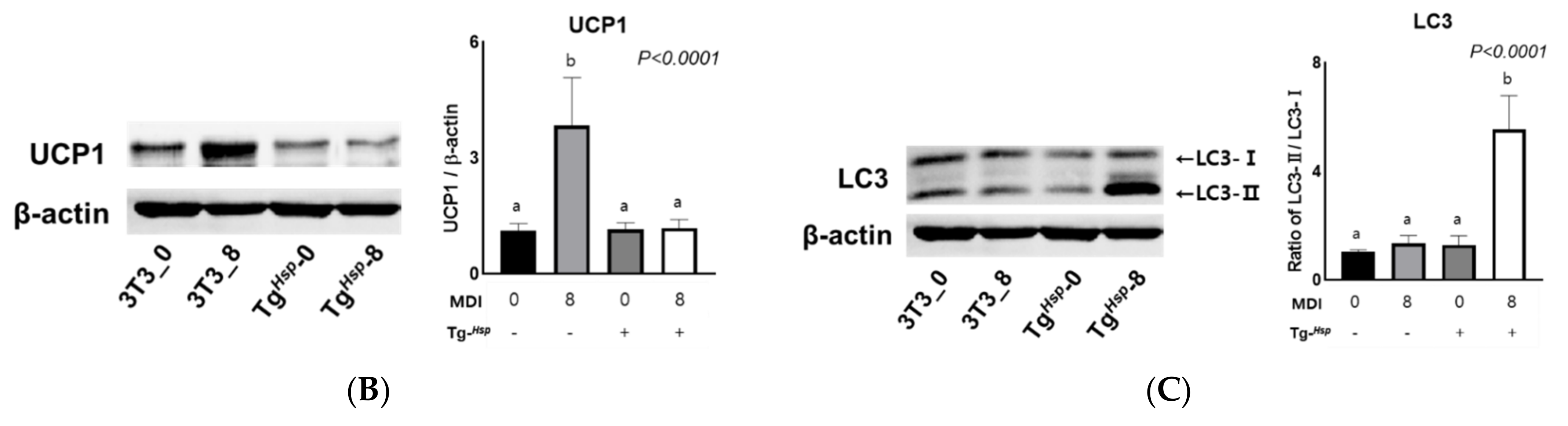 Cells 11 01331 g004b