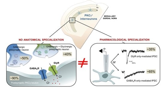 Cells Free Full Text Gabaa And Glycine Receptor Mediated Inhibitory Synaptic Transmission Onto Adult Rat Lamina Iii Pkc Gamma Interneurons Pharmacological But Not Anatomical Specialization Html