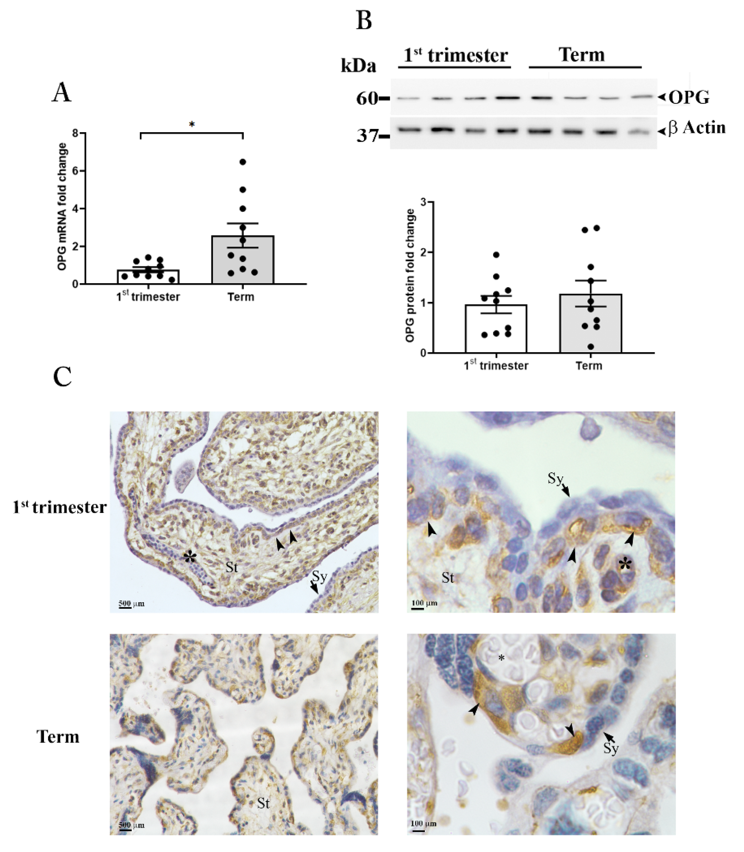 Cells 11 01357 g002 Cells 11 01357 g002