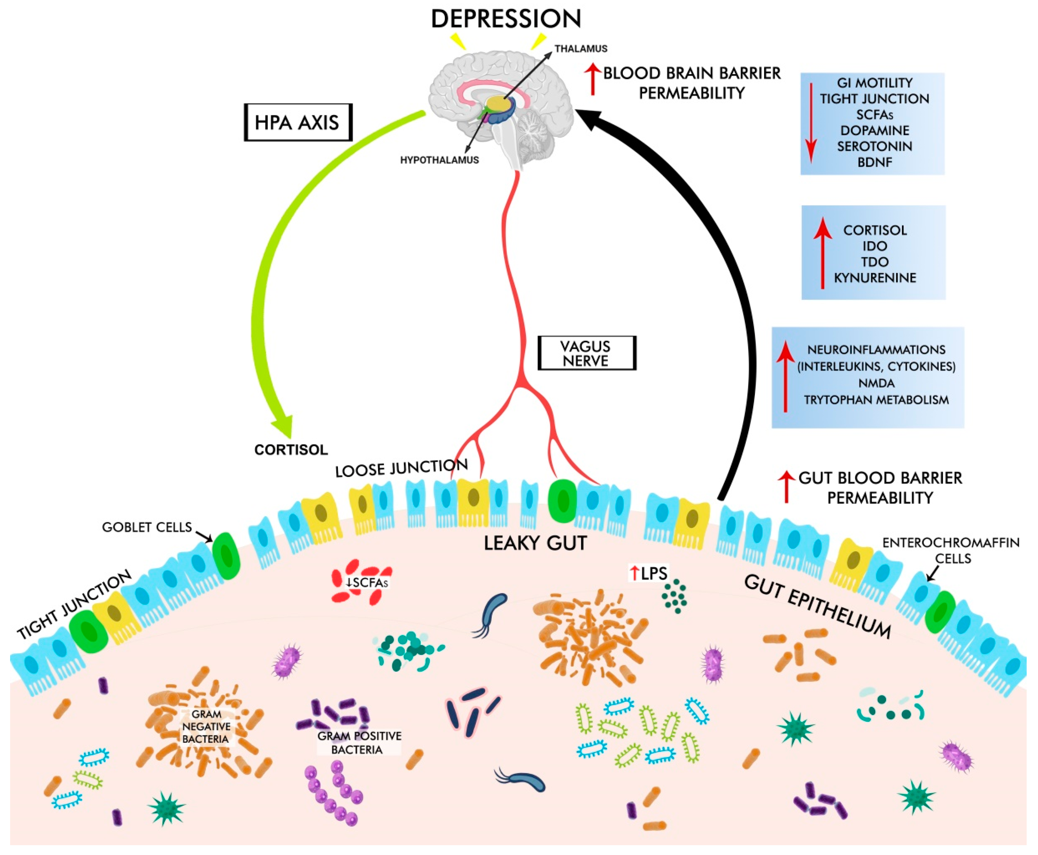 Cells | Free Full-Text | Mechanistic Insights into the Link between Gut  Dysbiosis and Major Depression: An Extensive Review