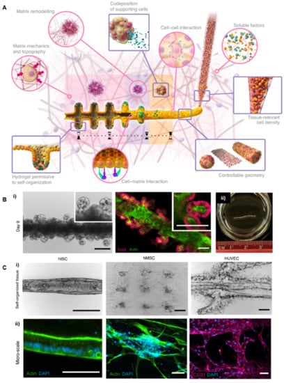 Macroscale Adipose Tissue from Cellular Aggregates: A Simplified