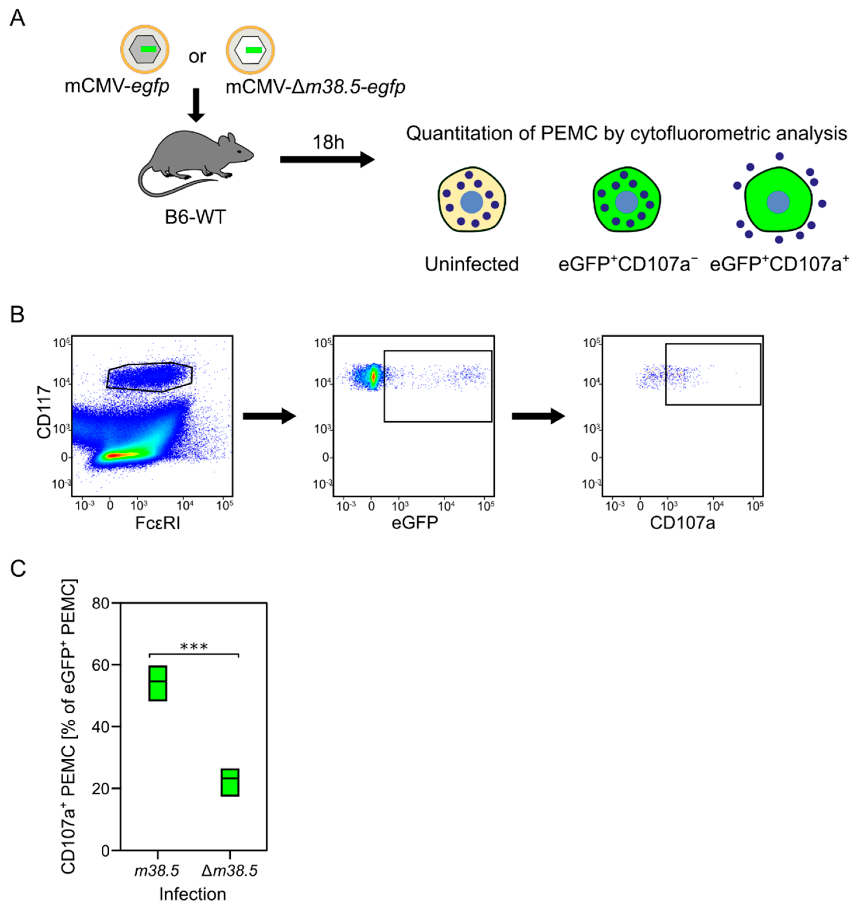 Cells 11 01402 g004 Cells 11 01402 g004