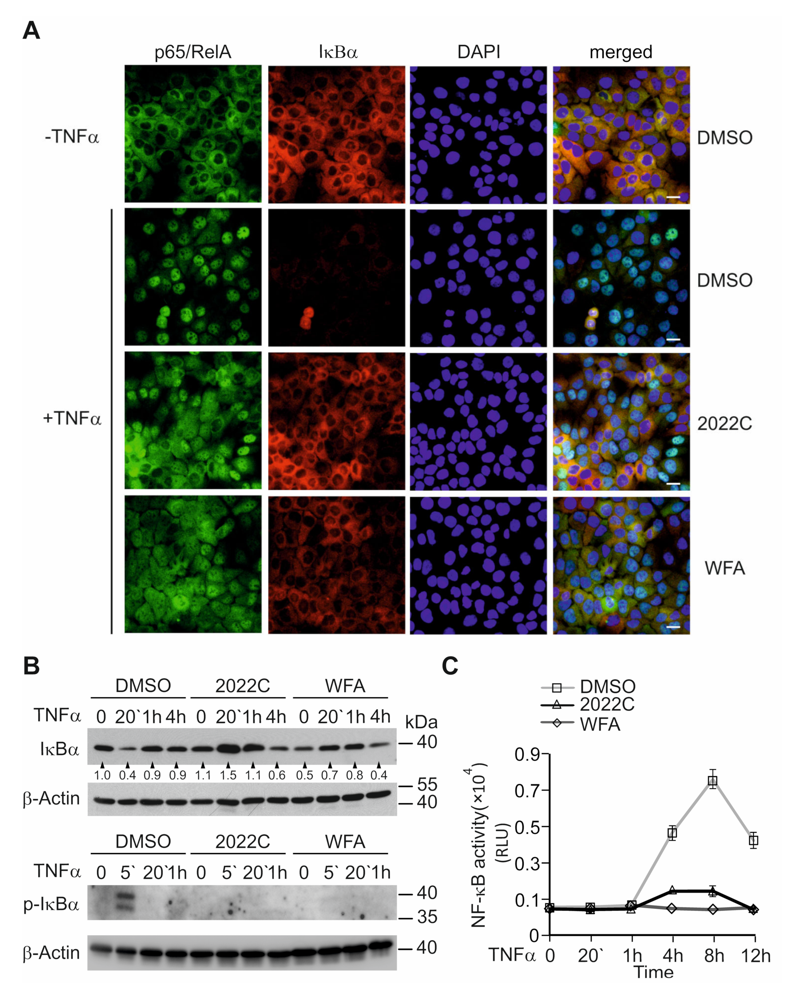 Cells 11 01407 g003