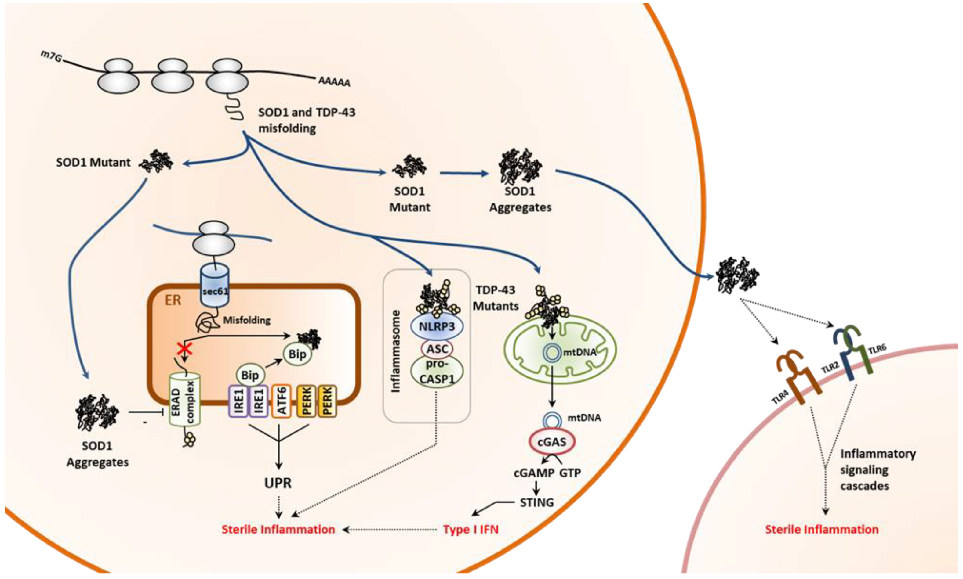 Cells 11 01422 g004 Cells 11 01422 g004