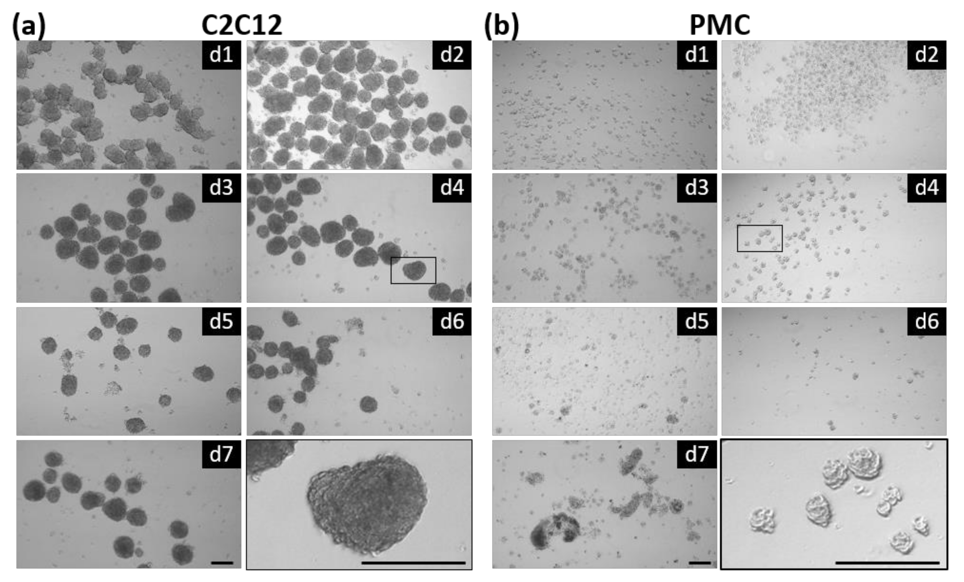 Cells 11 01453 g001 Cells 11 01453 g001