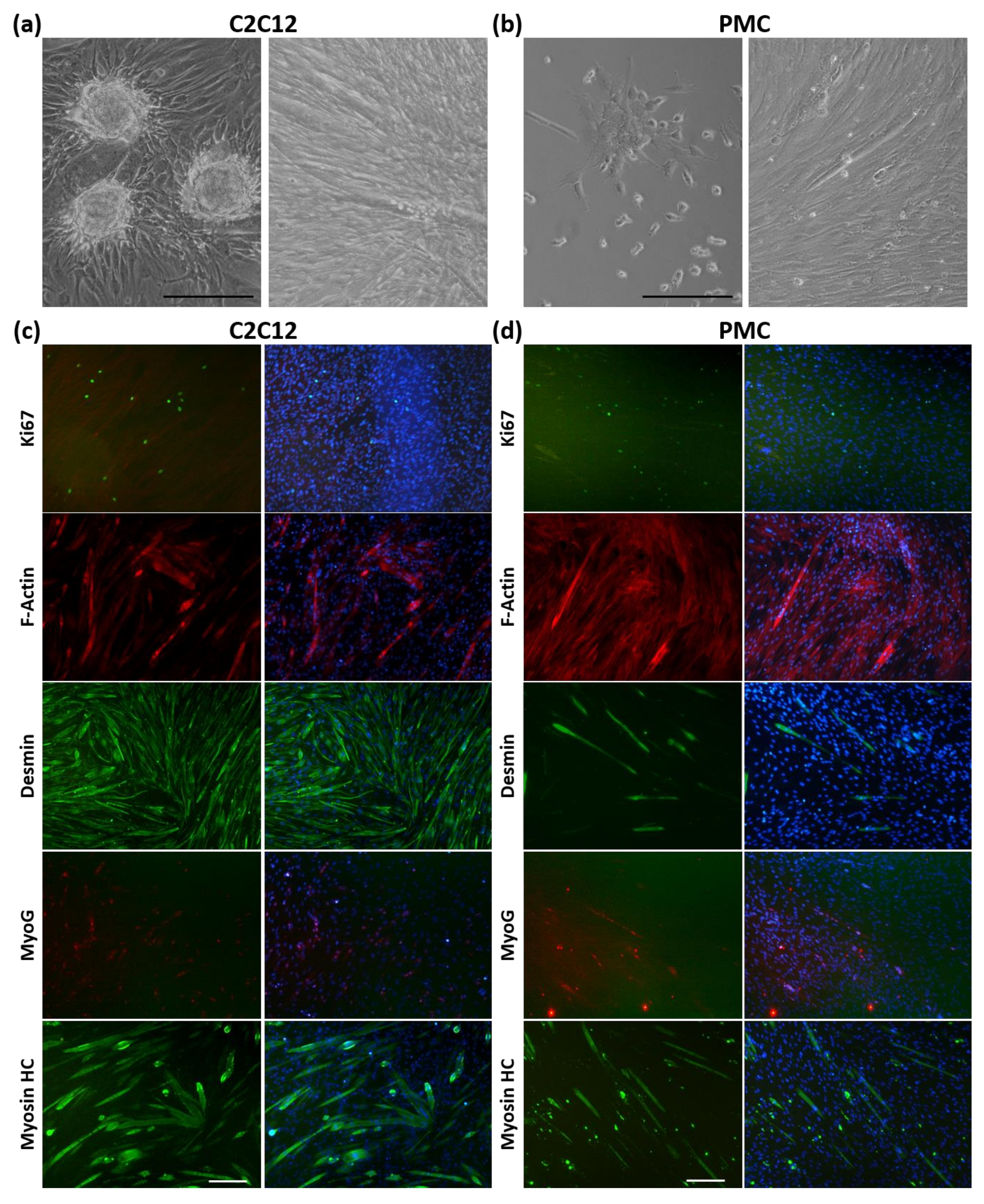 Cells 11 01453 g005 Cells 11 01453 g005