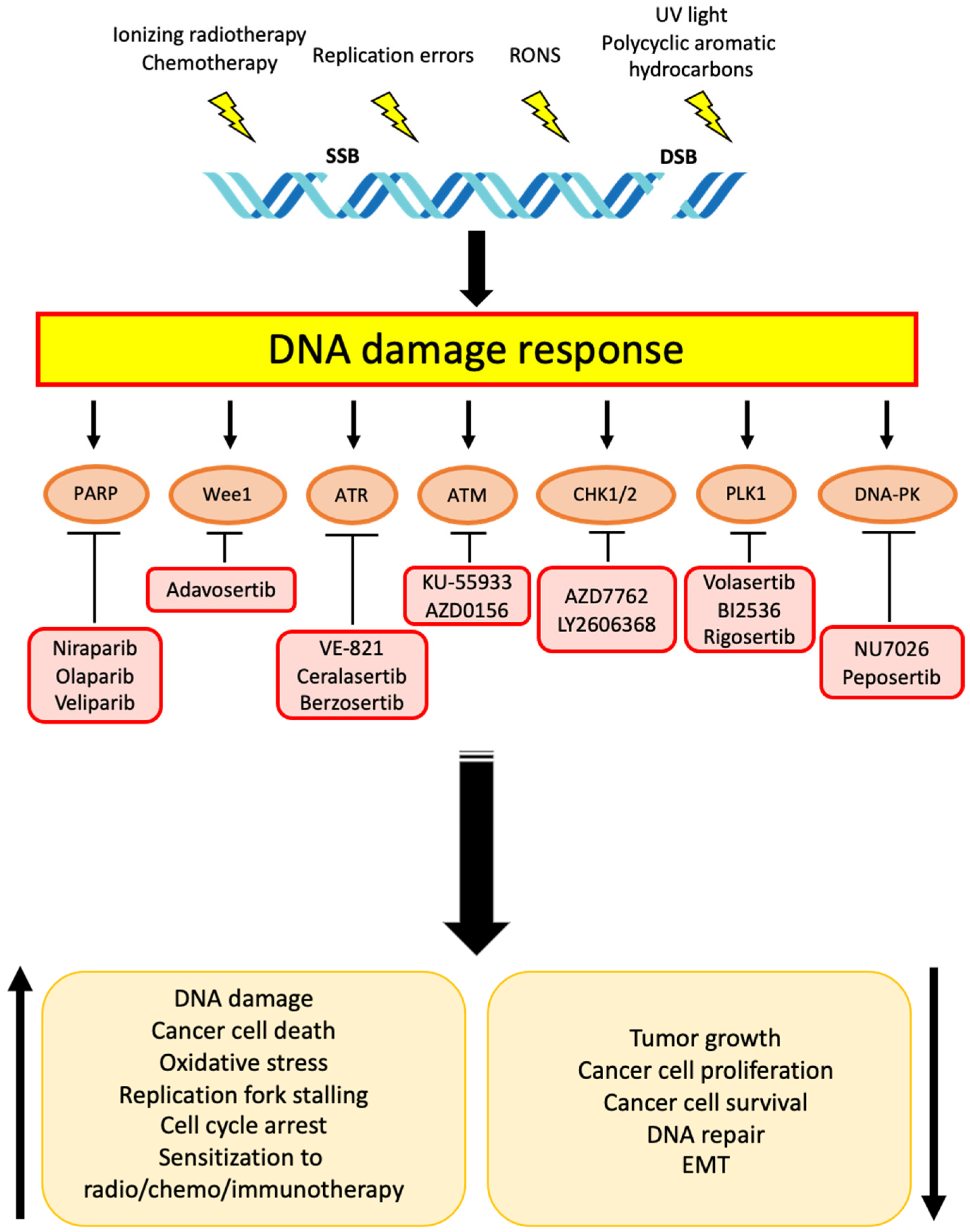 Cells | Free Full-Text | DNA Damage Response Inhibitors in  Cholangiocarcinoma: Current Progress and Perspectives | HTML
