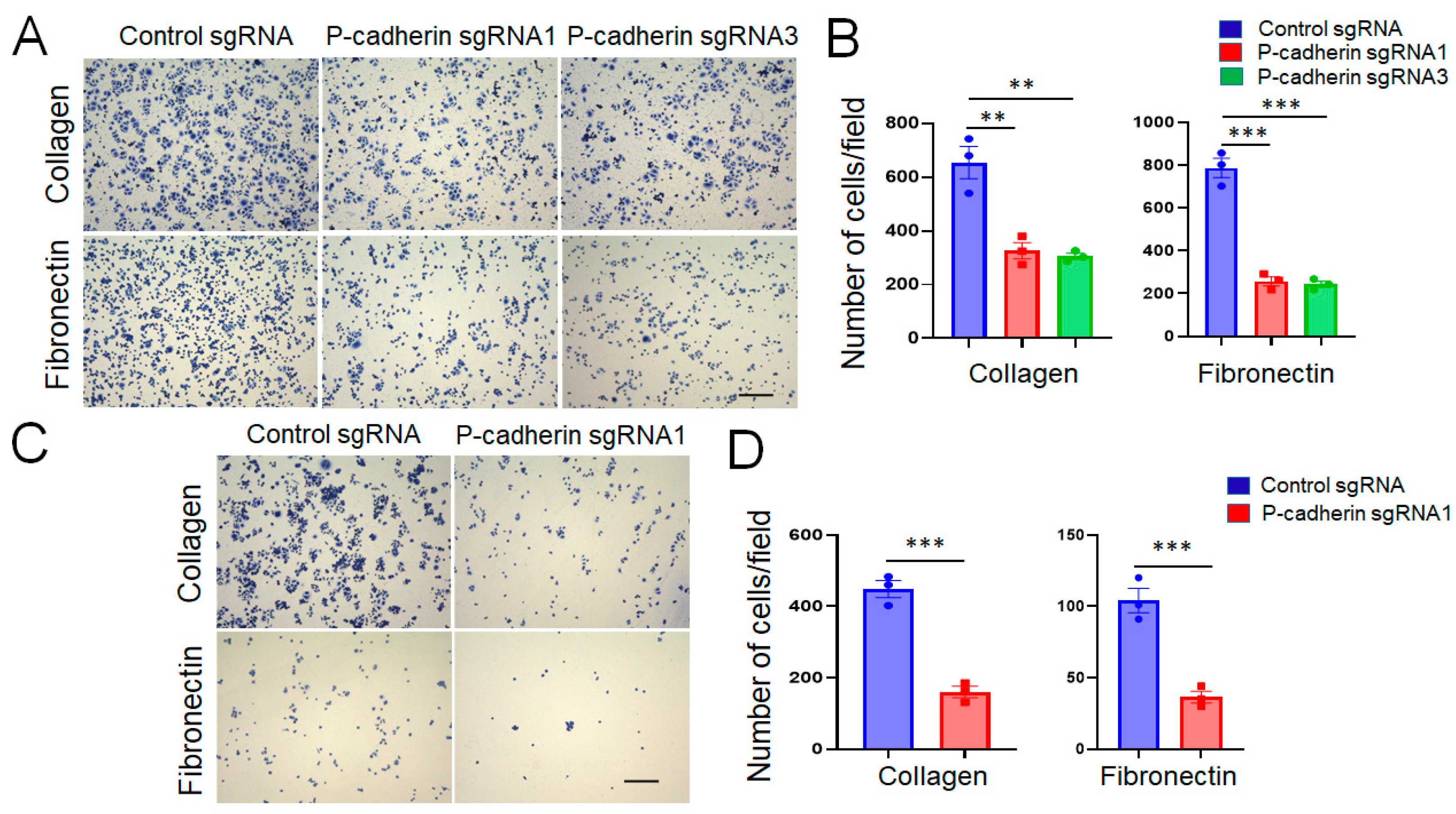 Cells 11 01467 g005 Cells 11 01467 g005