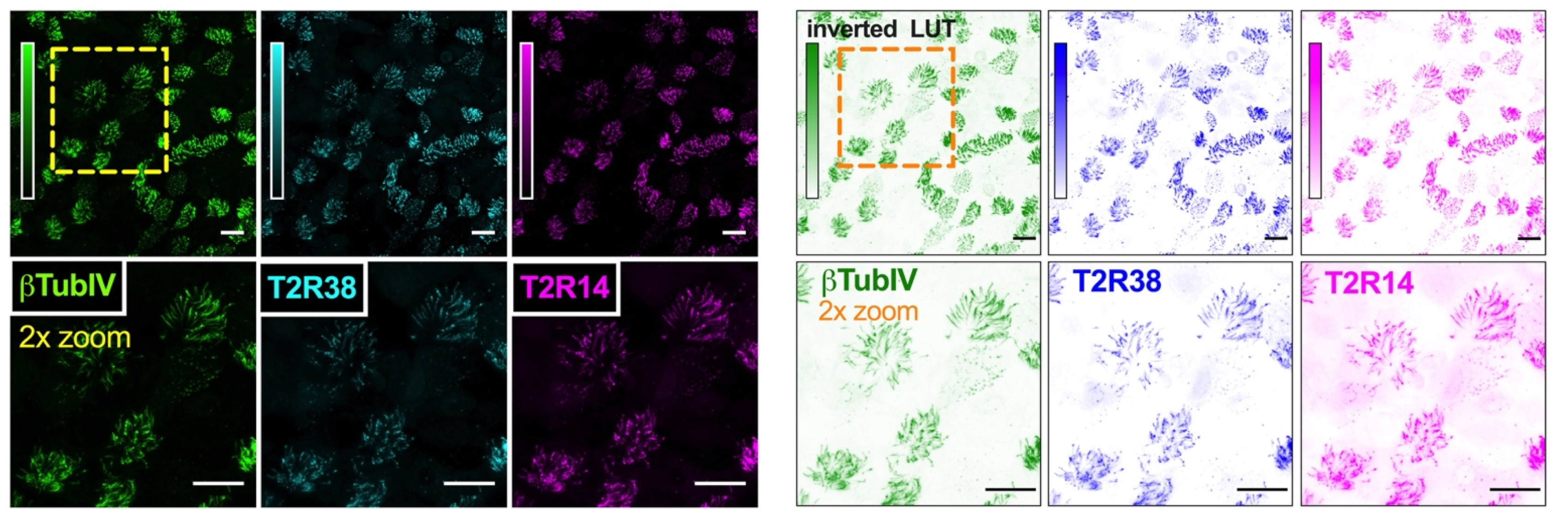 Cells 11 01478 g003 Cells 11 01478 g003