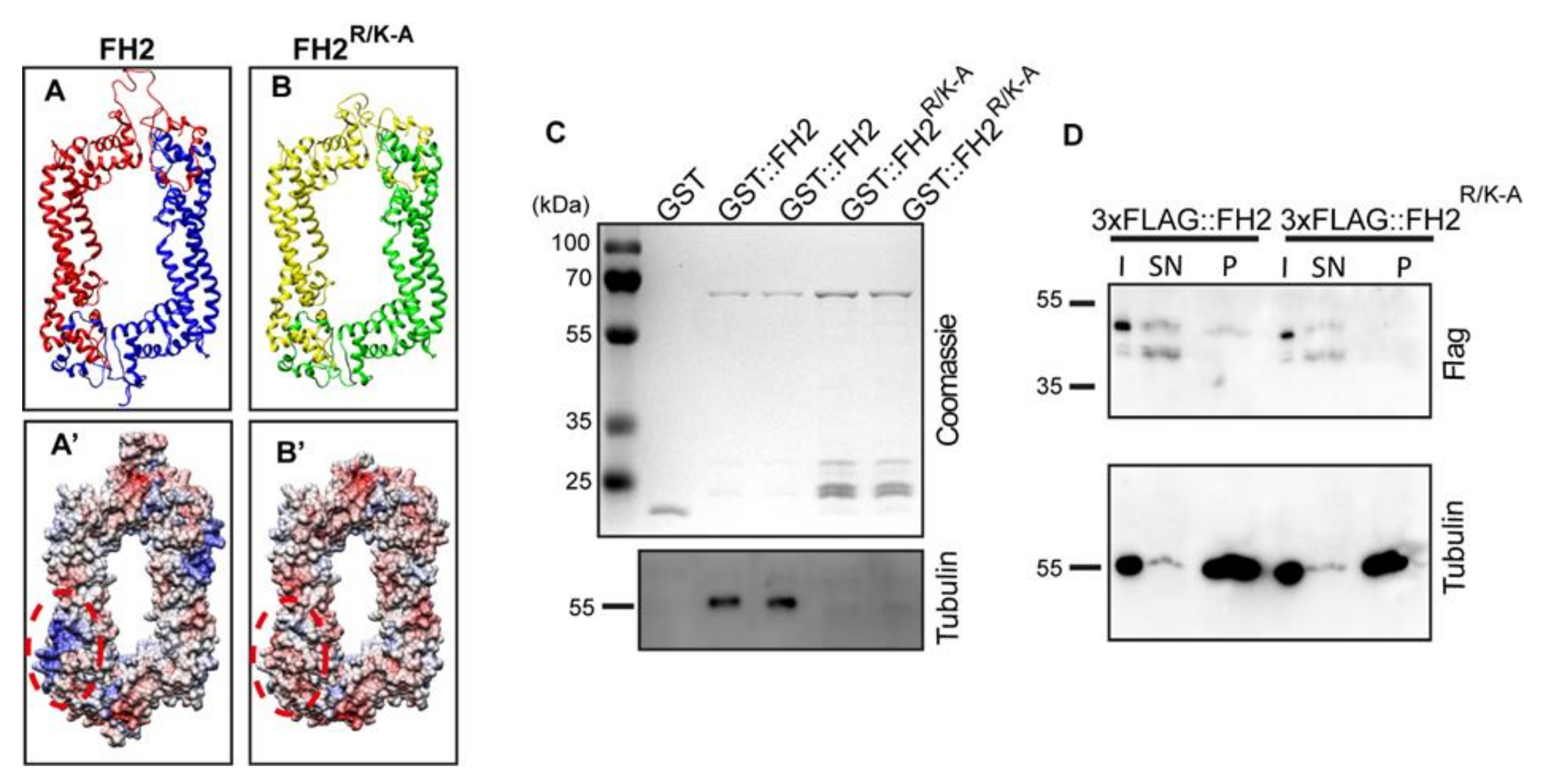 Cells 11 01487 g003 Cells 11 01487 g003