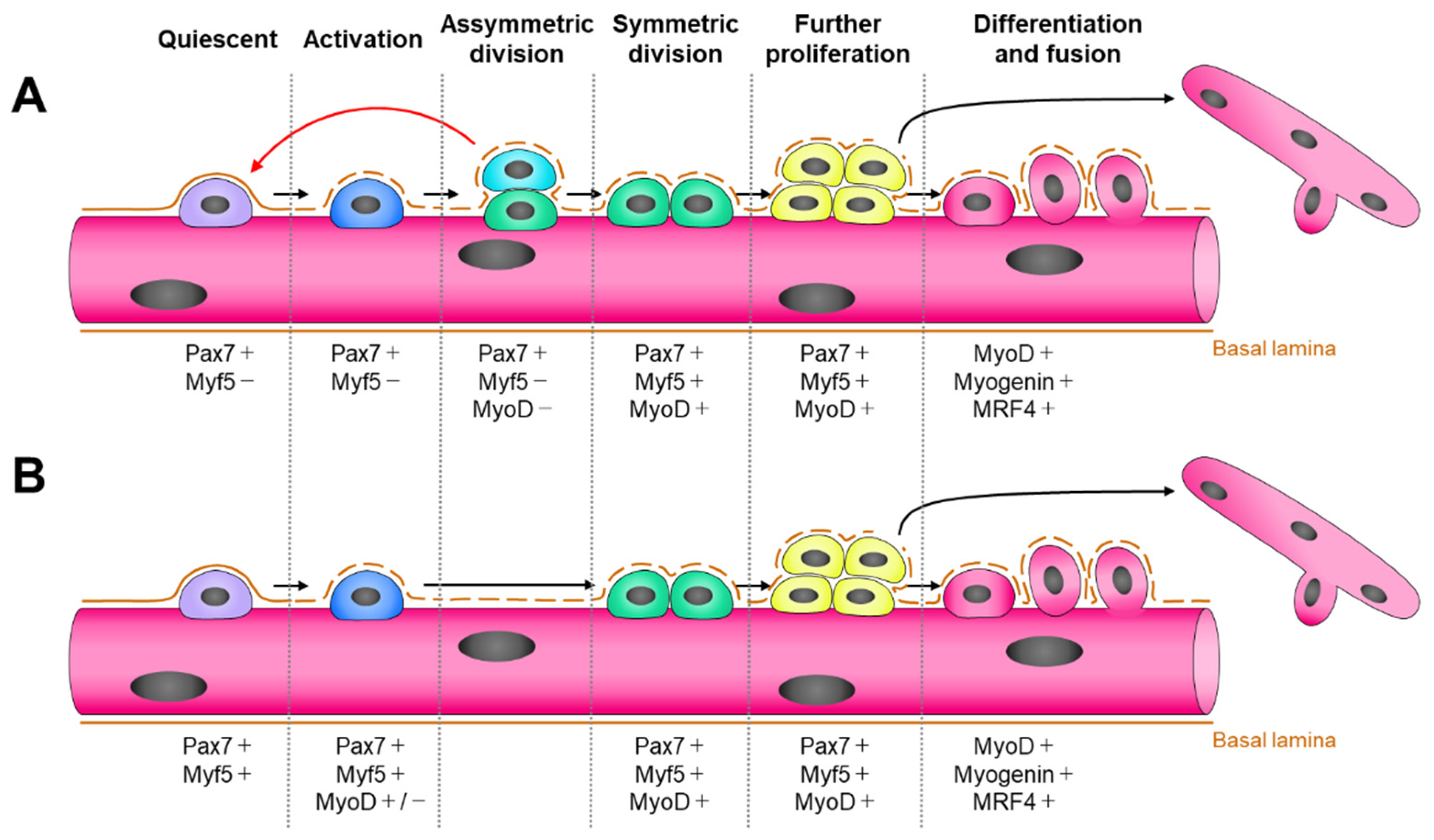 Cells | Free Full-Text | Factors Regulating Or Regulated By Myogenic ...