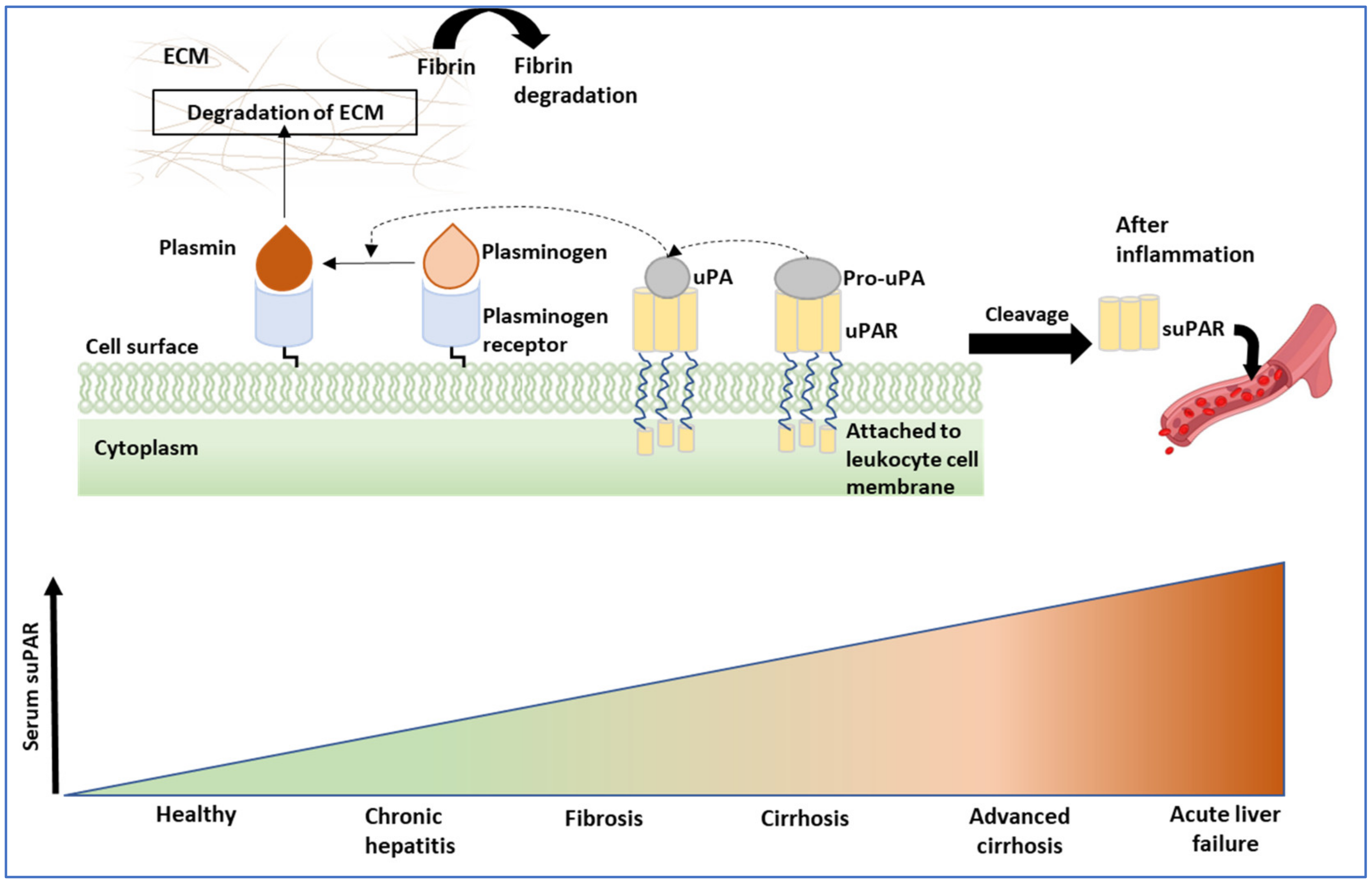 Cells 11 01500 g002 Cells 11 01500 g002