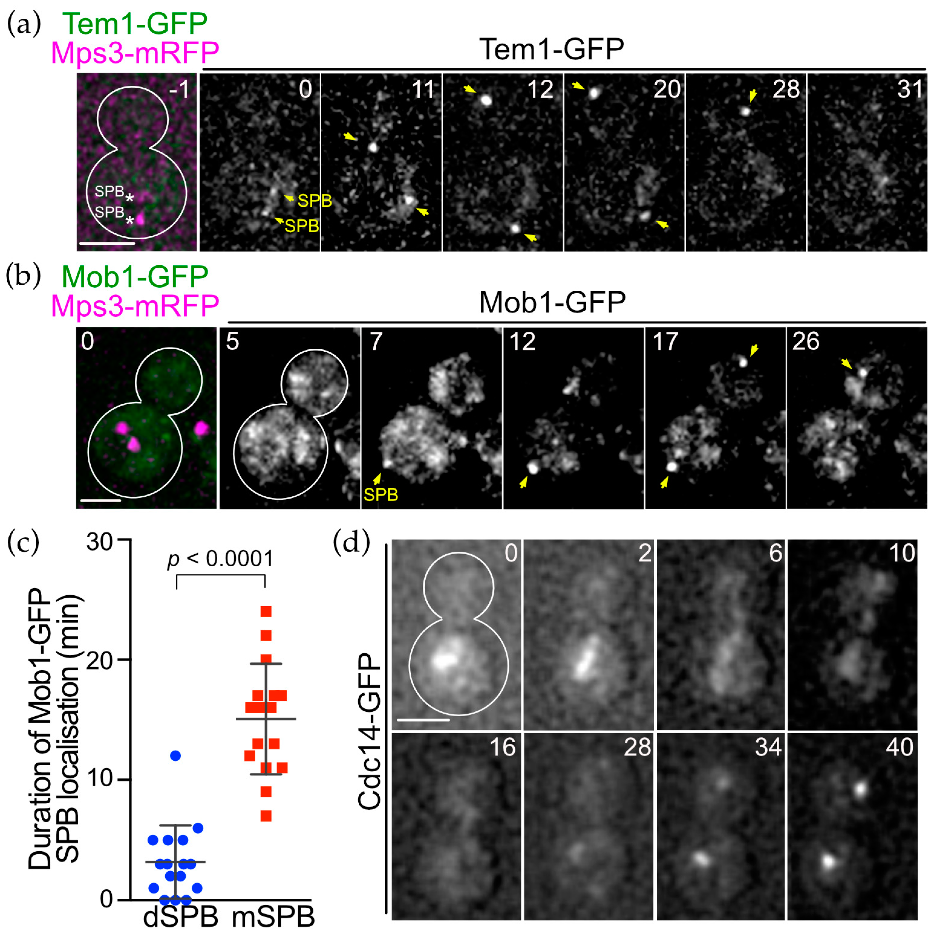 Cells 11 01519 g006 Cells 11 01519 g006