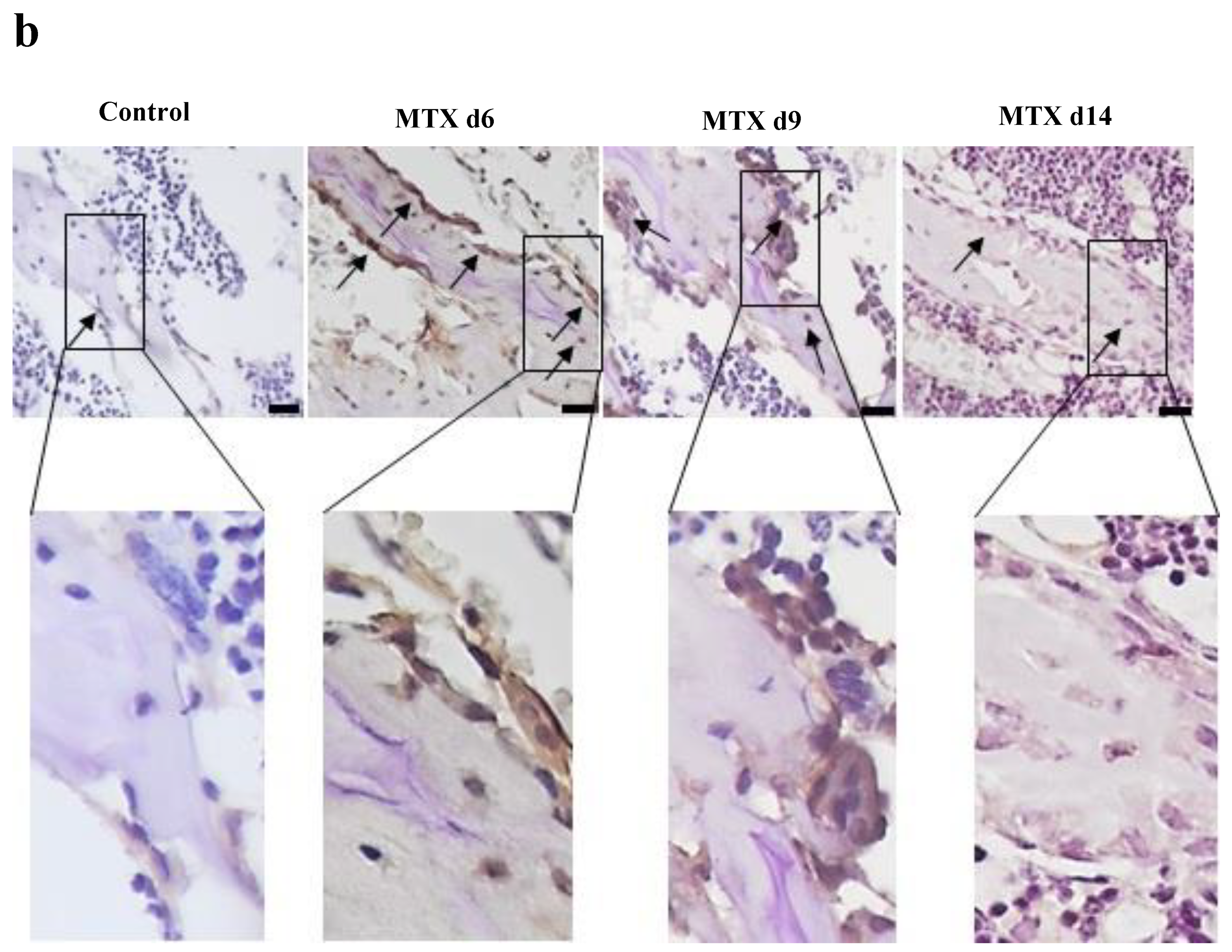 Cells 11 01521 g002b