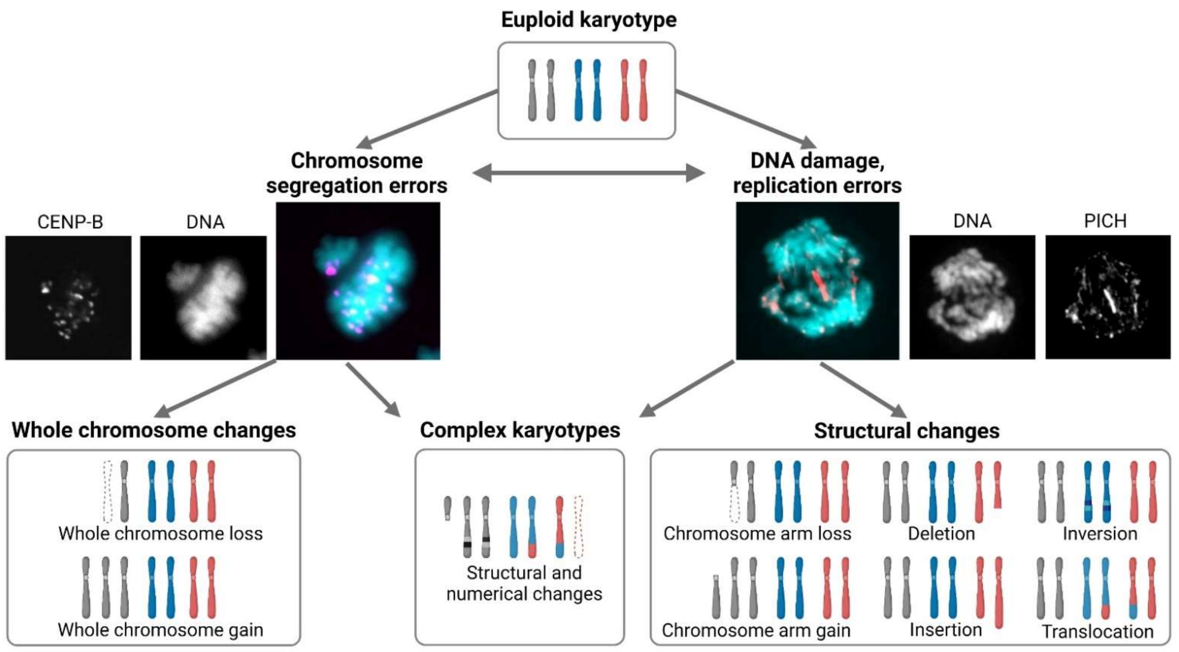 Cells | Free Full-Text | Consequences of Chromosome Loss: Why Do Cells Need  Each Chromosome Twice?