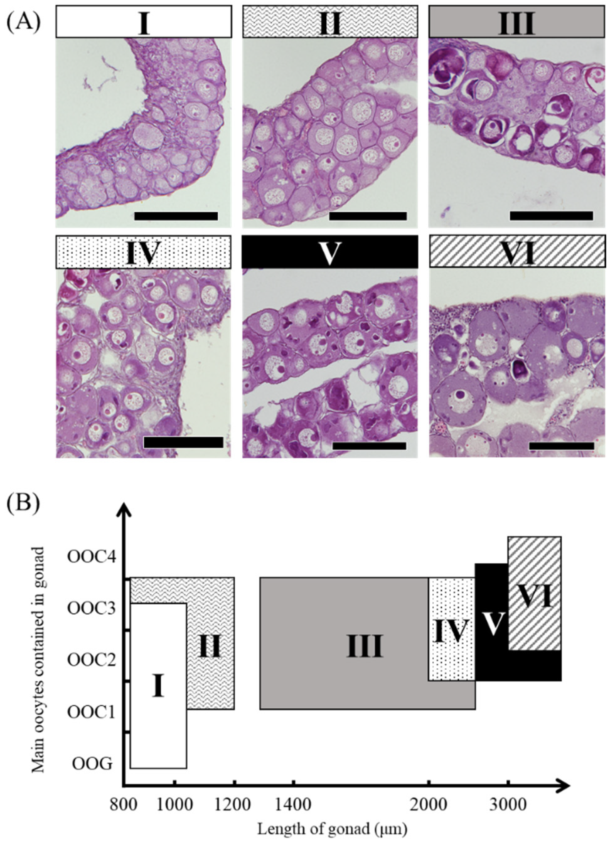 Cells | Free Full-Text | Morphological and Molecular Gonadal Sex  Differentiation in the Wild Japanese eel Anguilla japonica