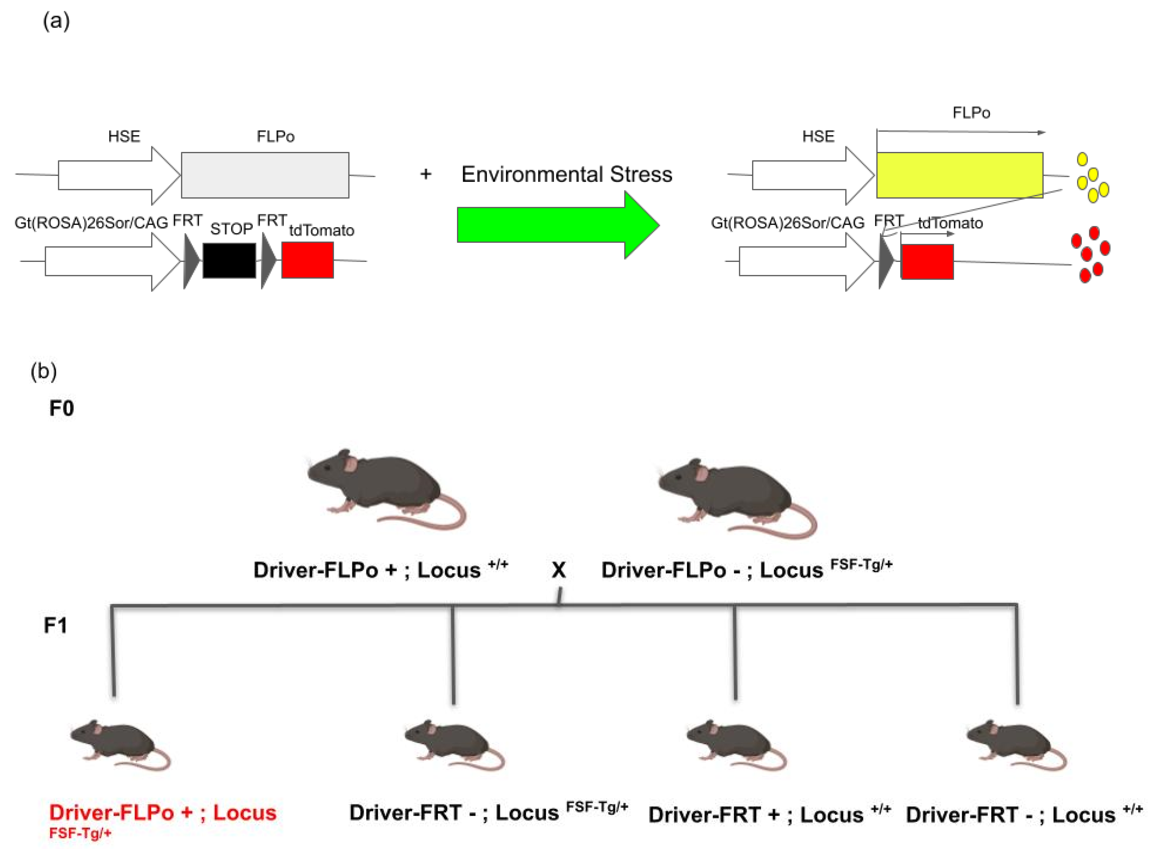 Cells 11 01561 g001 Cells 11 01561 g001