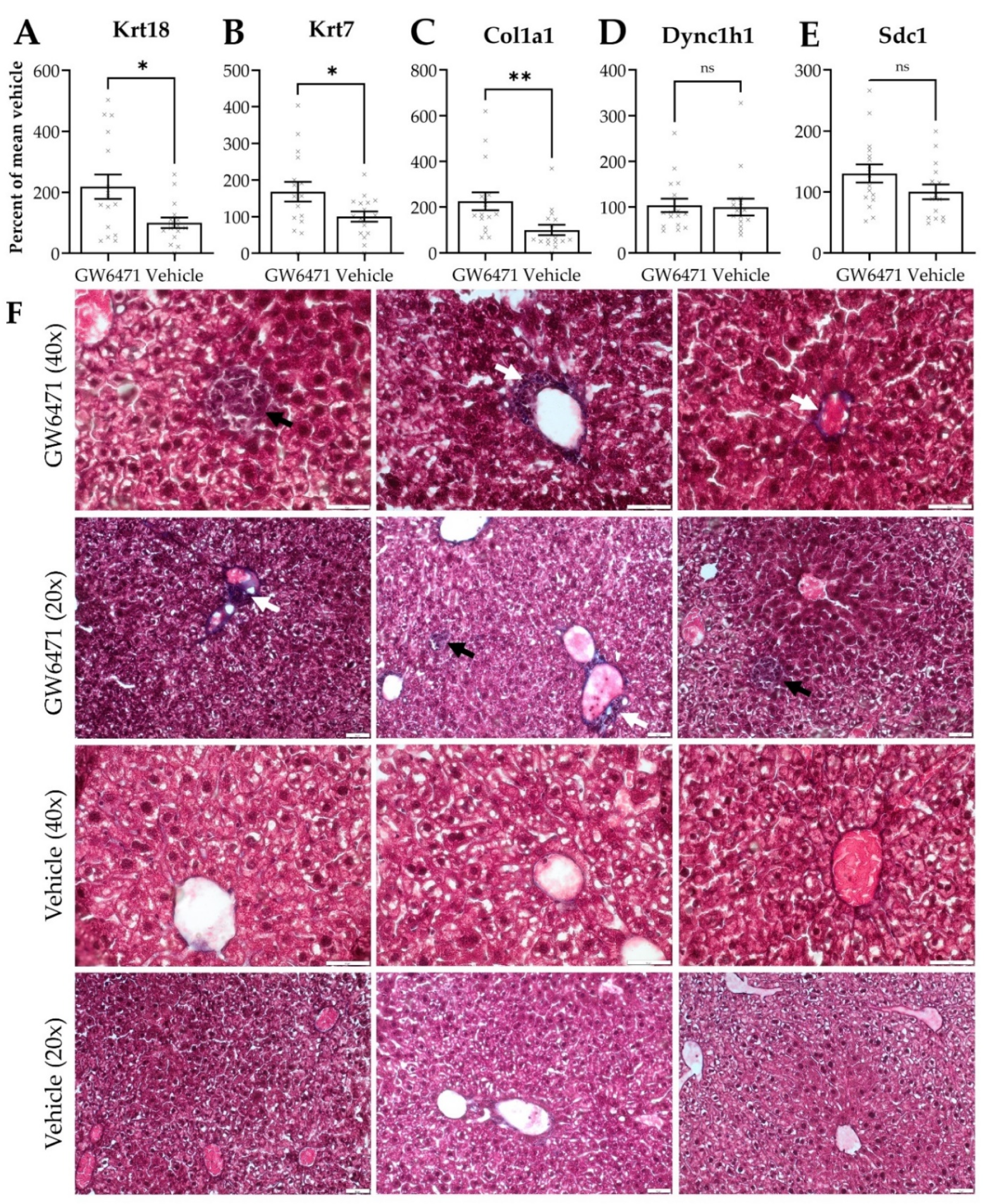 Cells 11 01597 g005a