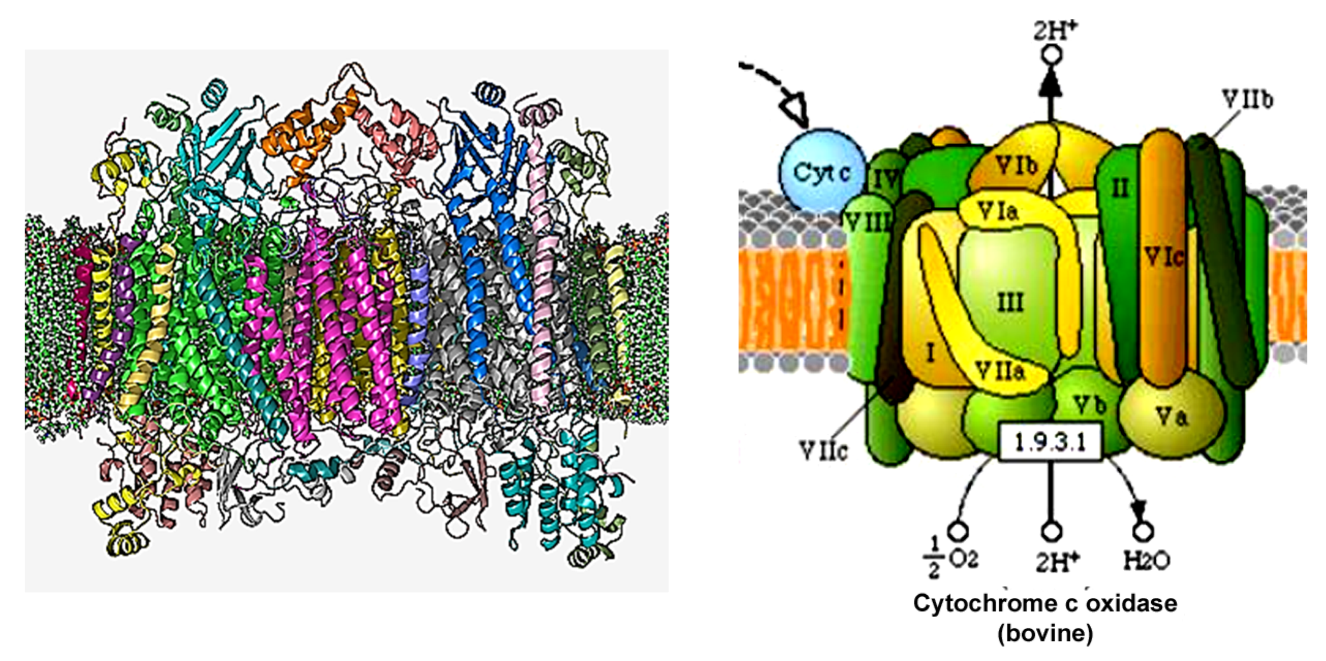 Cells 11 01617 g007 Cells 11 01617 g007