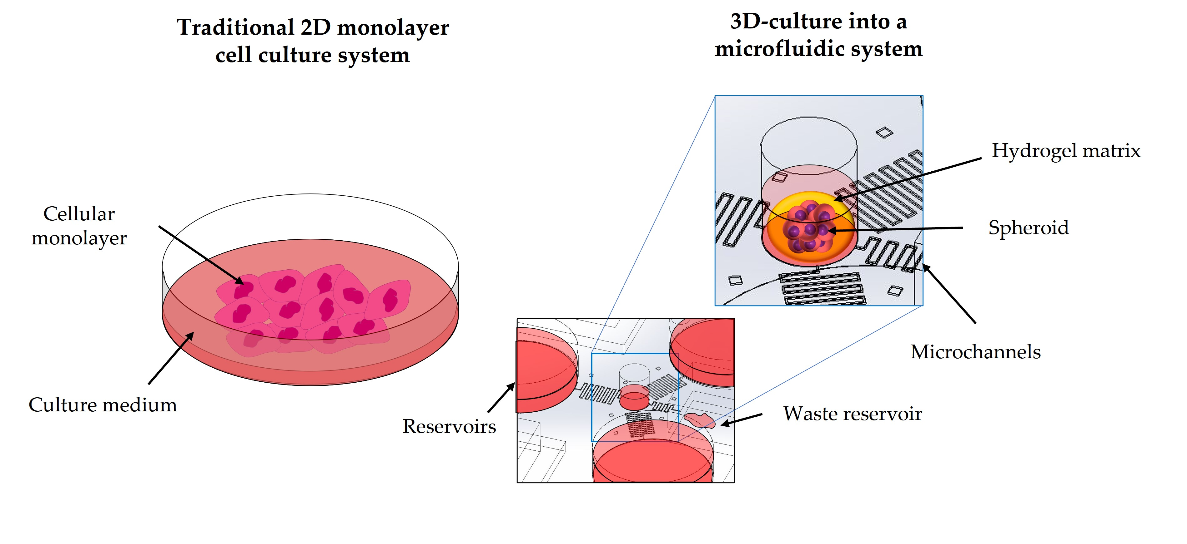 Cells Free Full Text Microfluidics For 3d Cell And Tissue Cultures Microfabricative And Ethical Aspects Updates