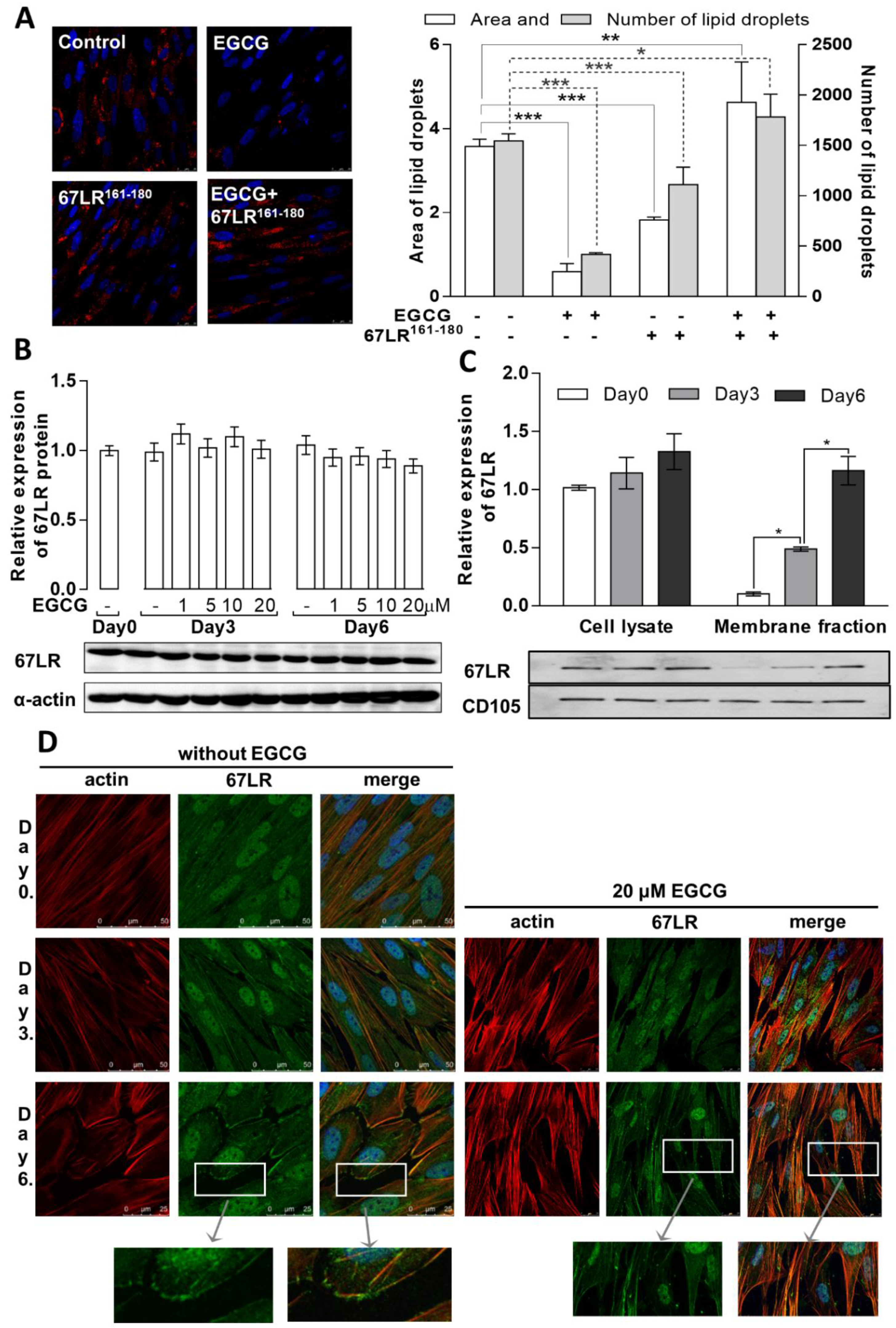 Cells 11 01704 g002