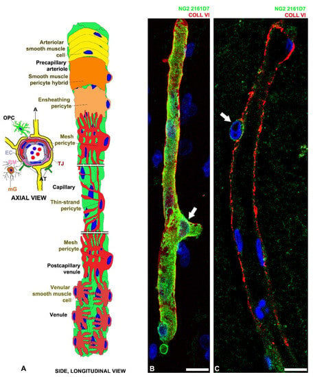 Cells | Free Full-Text | Central Nervous System Pericytes Contribute to  Health and Disease | HTML