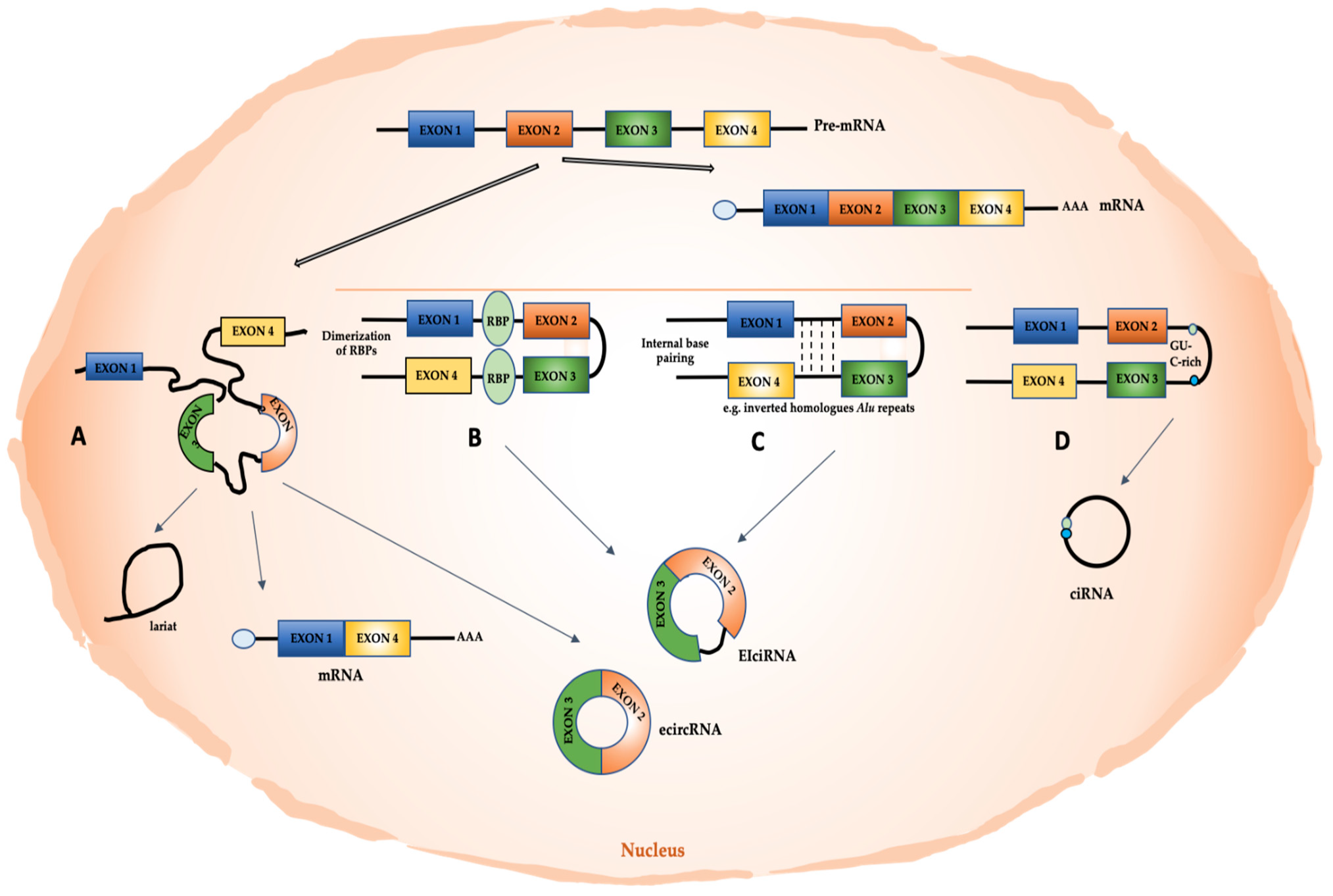 Cells 11 01716 g001 Cells 11 01716 g001