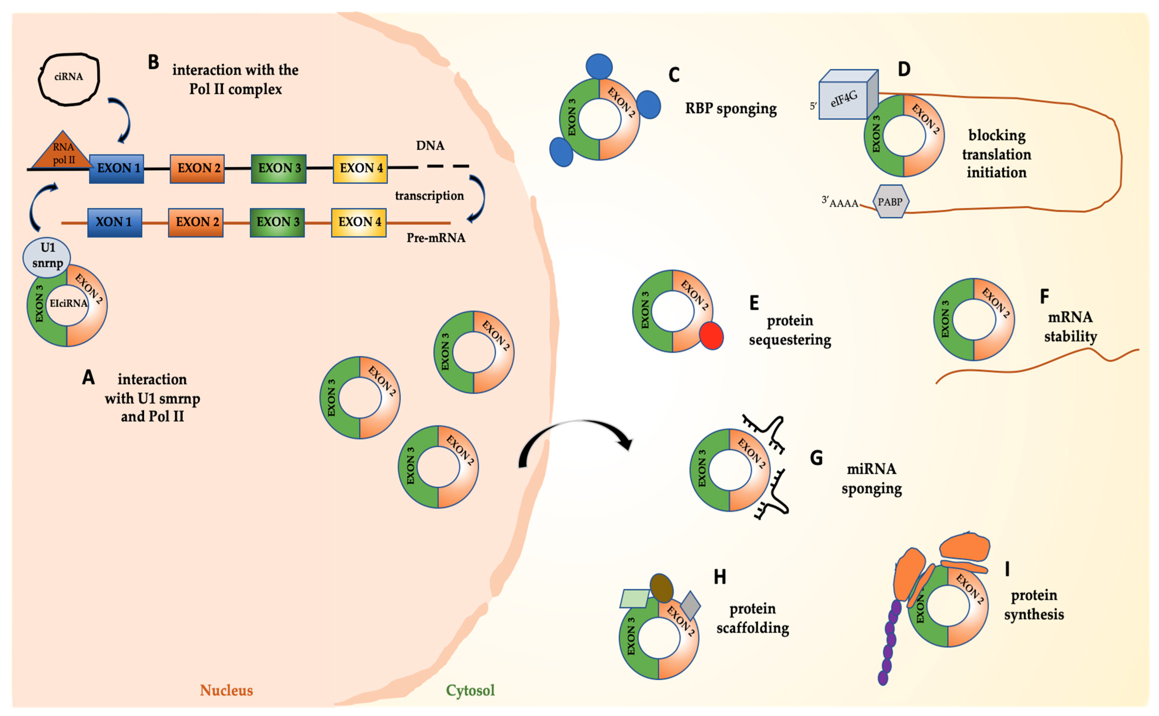 Cells 11 01716 g002 Cells 11 01716 g002