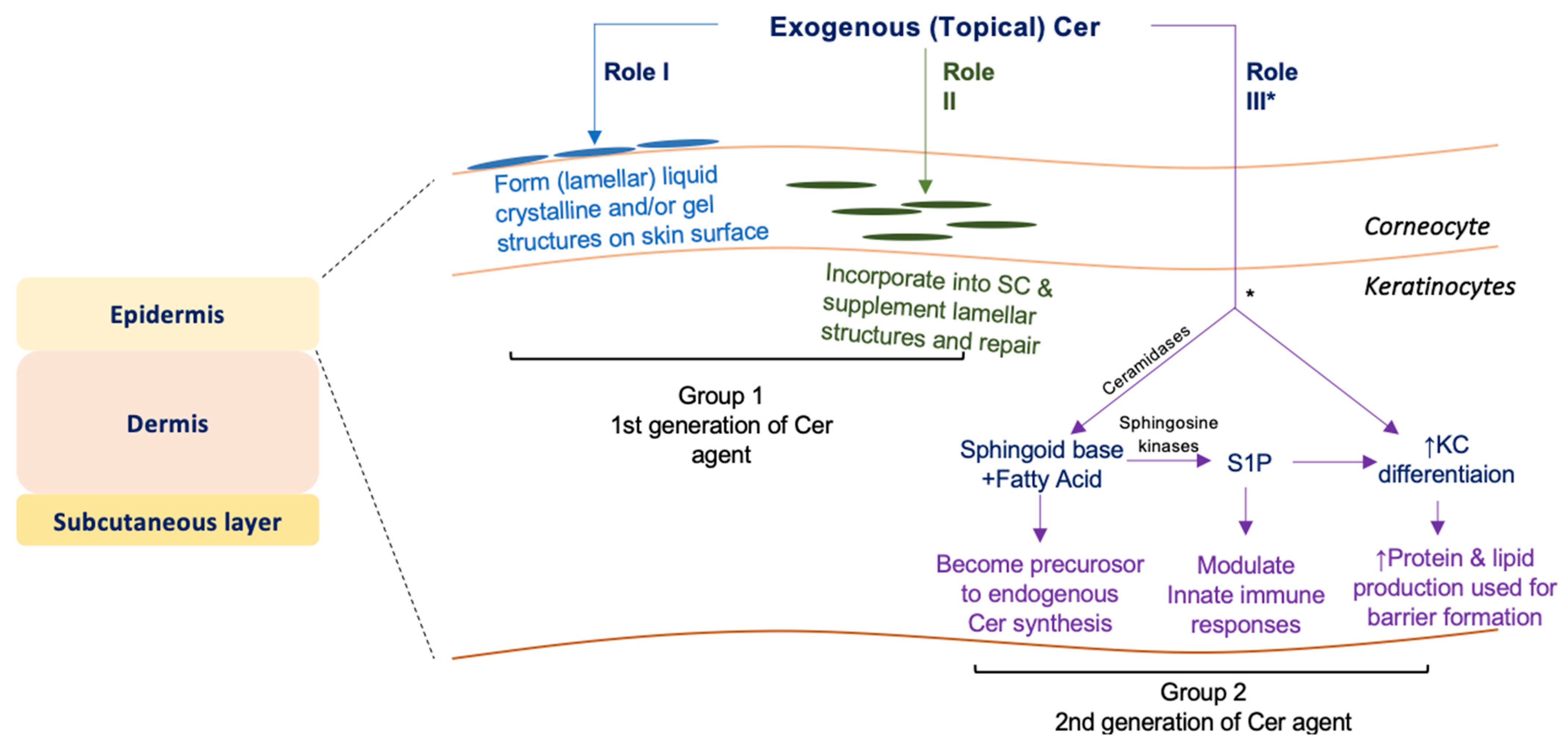 Cells | Free Full-Text | Exogenous Ceramide Serves as a Precursor to ...