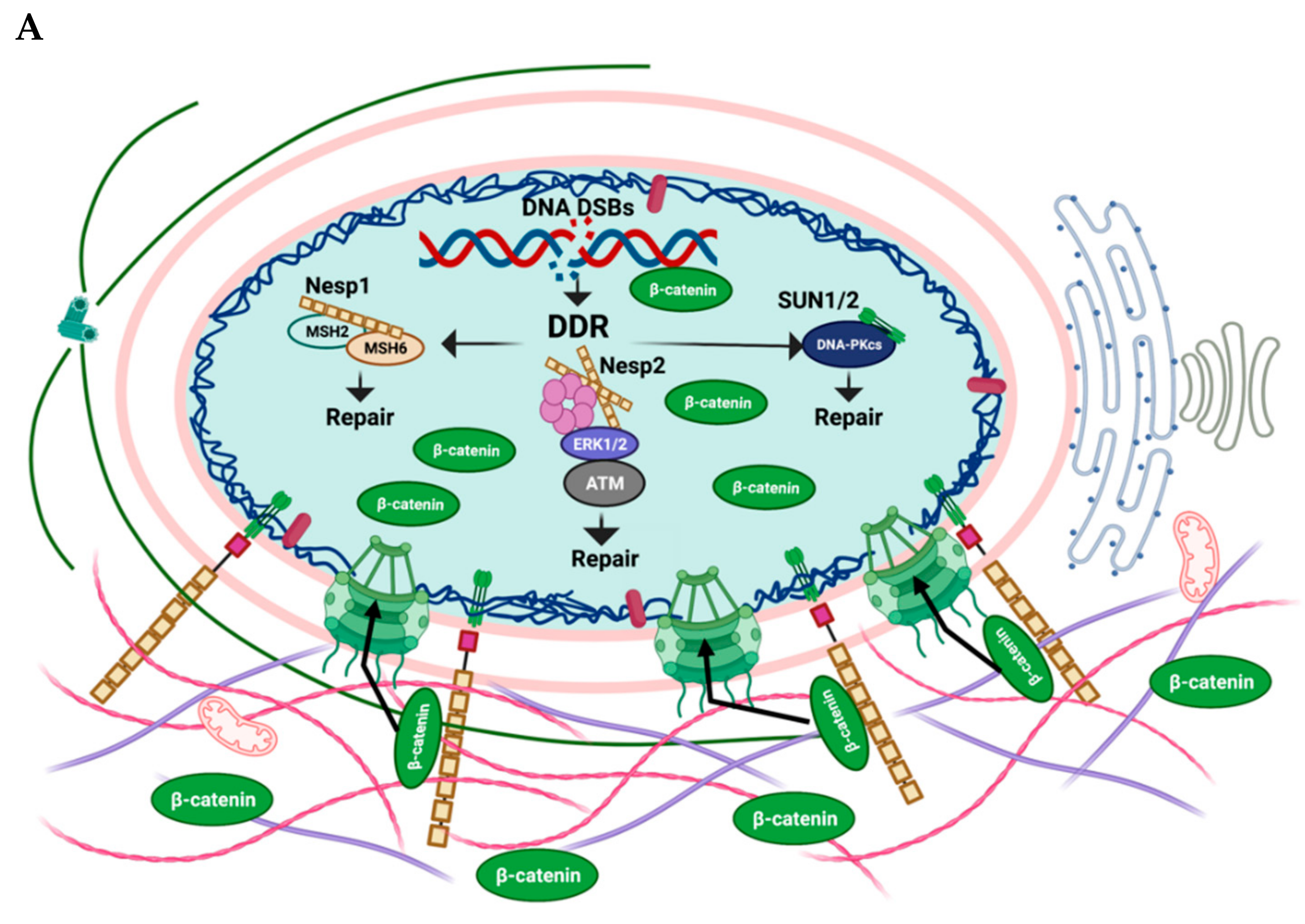 Cells 11 01787 g002a