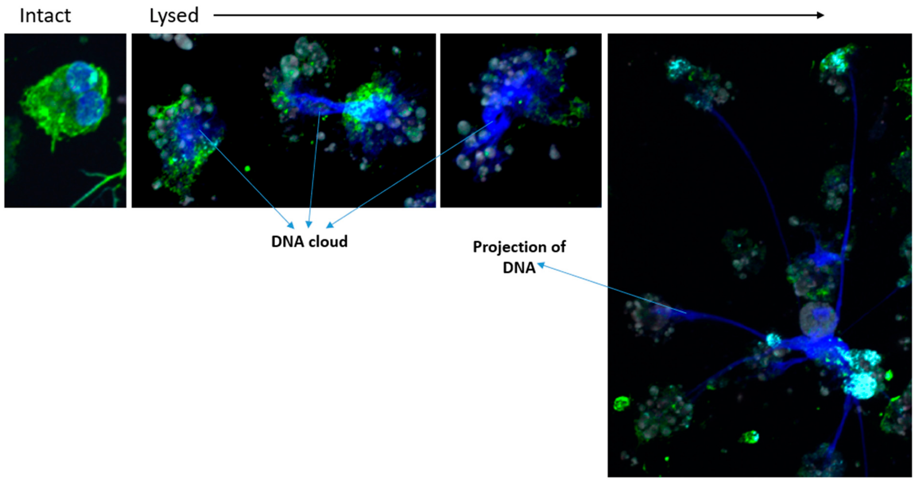 Cells 11 01821 g005 Cells 11 01821 g005