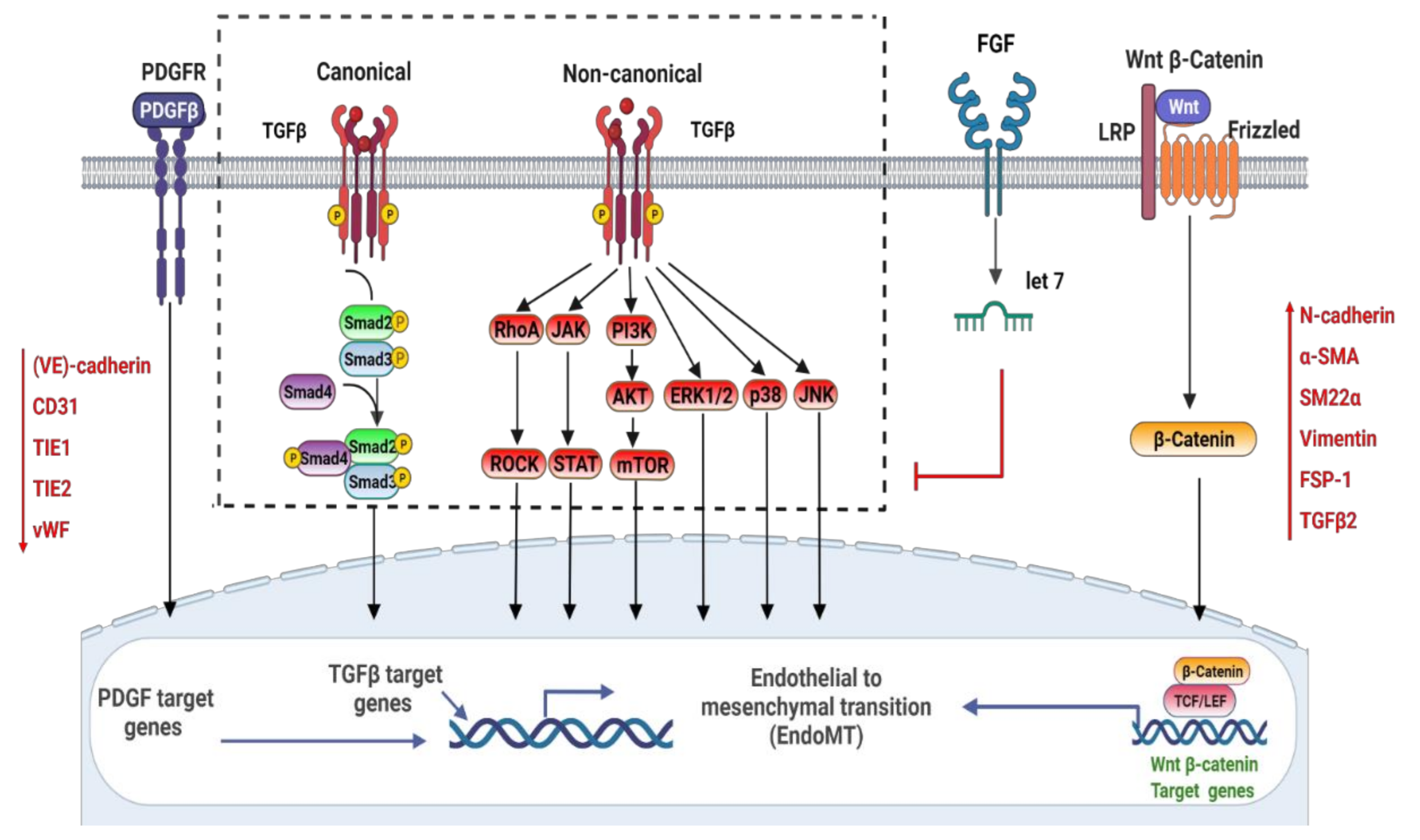 Cells | Free Full-Text | The Role of Endothelial-to-Mesenchymal